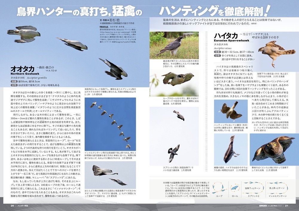 BIRDER11月号の見どころ|ブンイチ(文一総合出版) BIRDER11月号の見どころ|ブンイチ(文一総合出版)