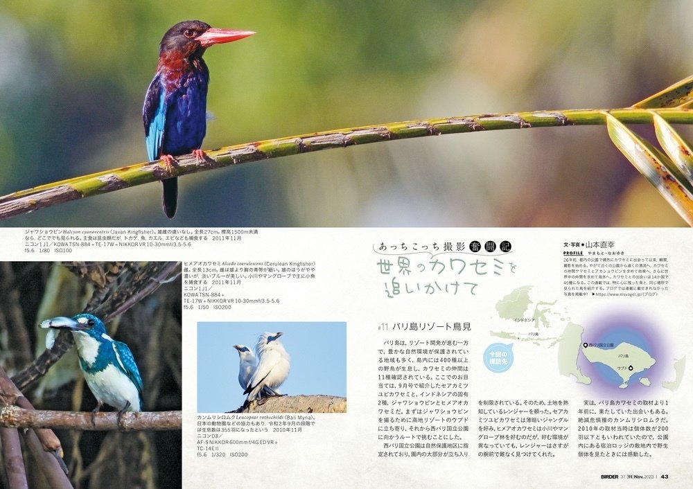 BIRDER11月号の見どころ|ブンイチ(文一総合出版) BIRDER11月号の見どころ|ブンイチ(文一総合出版)