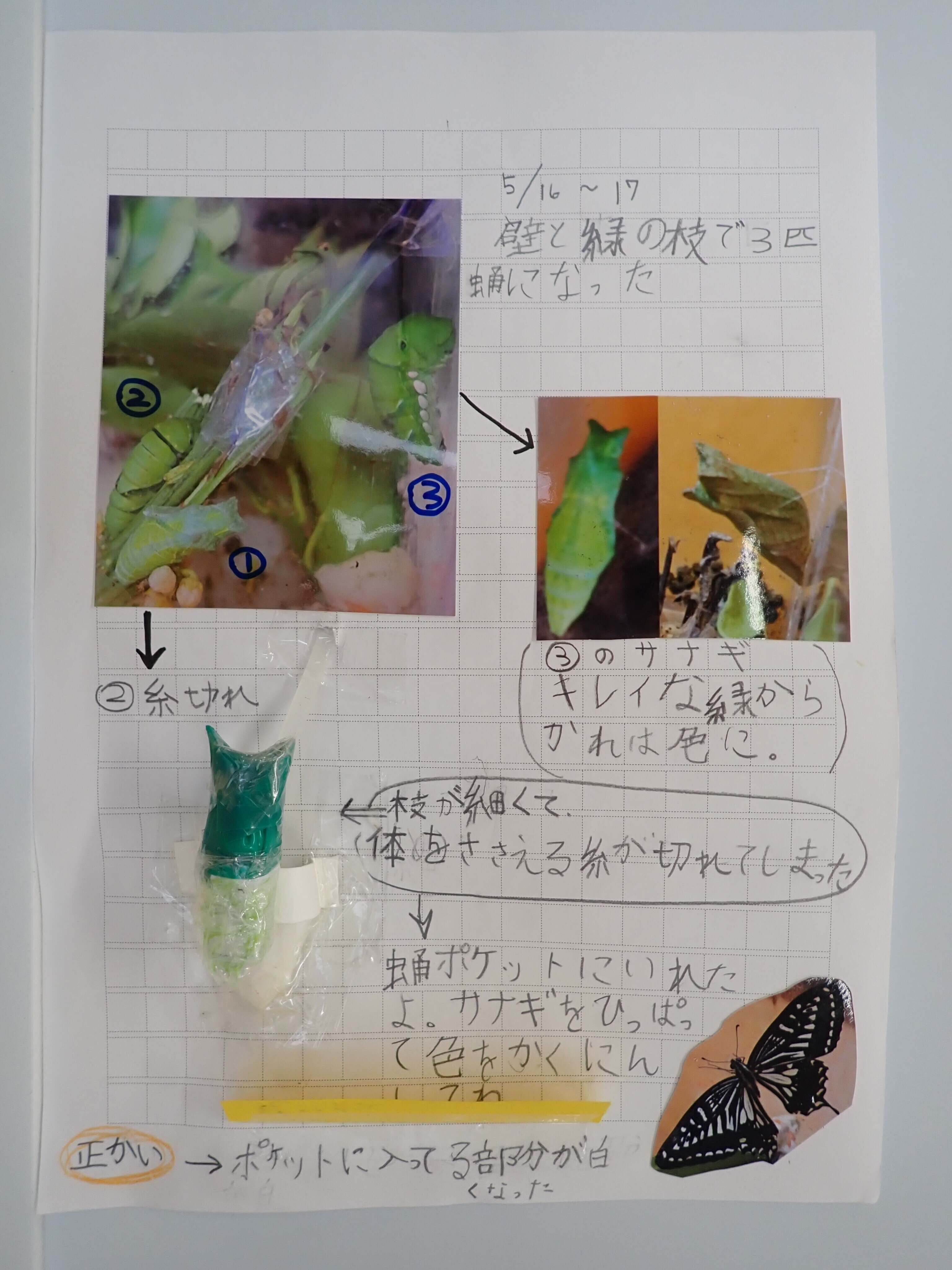 絵画　ANNA．Ｋ　蛹　自由な色 絵画 ANNA．K 蛹 自由な色 浅倉伸・小野ハナ・ナガバサヨ・民