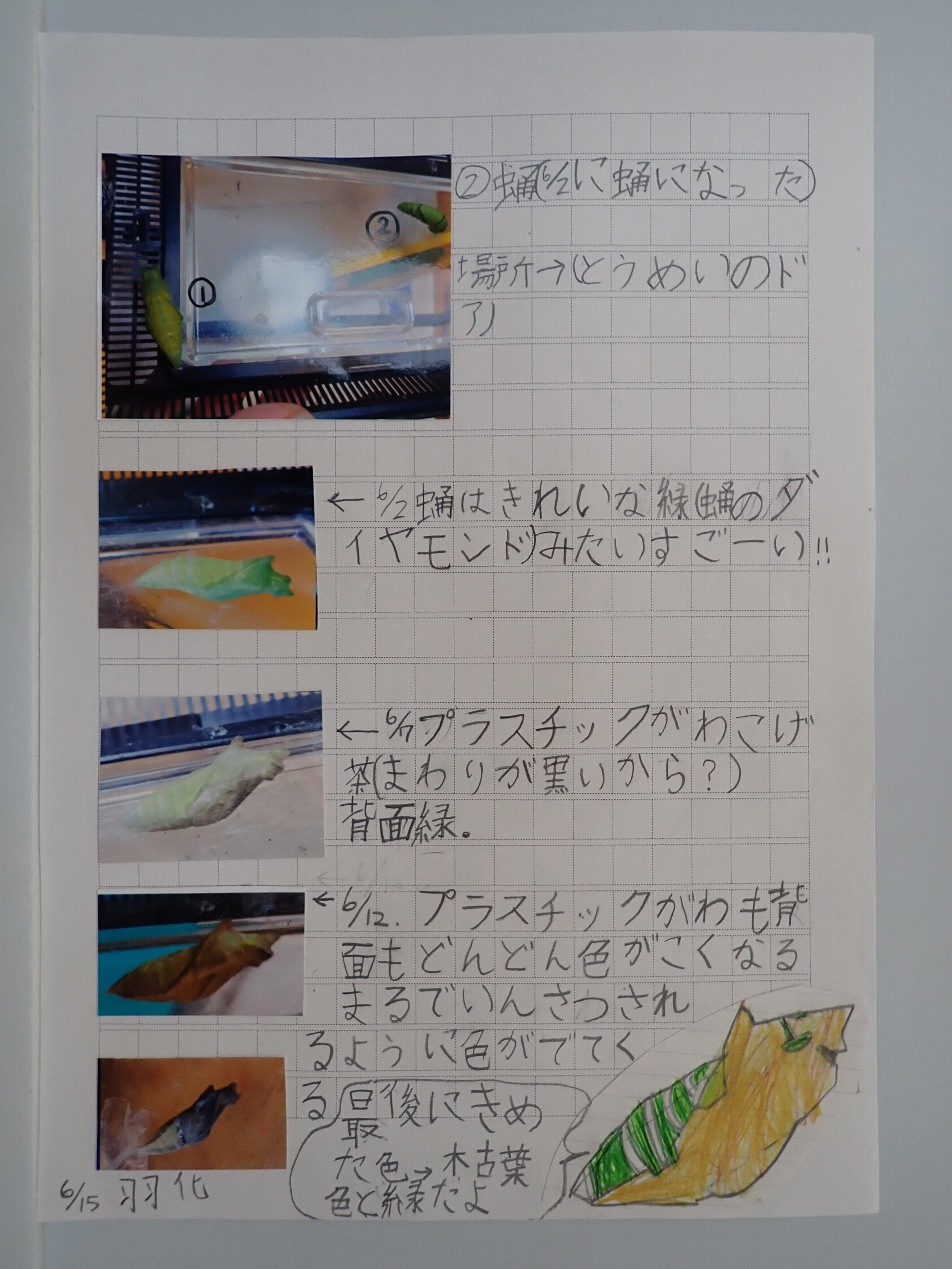 絵画　ANNA．Ｋ　蛹　自由な色 小3の挑戦 ナミアゲハ自由研究 フマキラー 虫や植物とふれあう