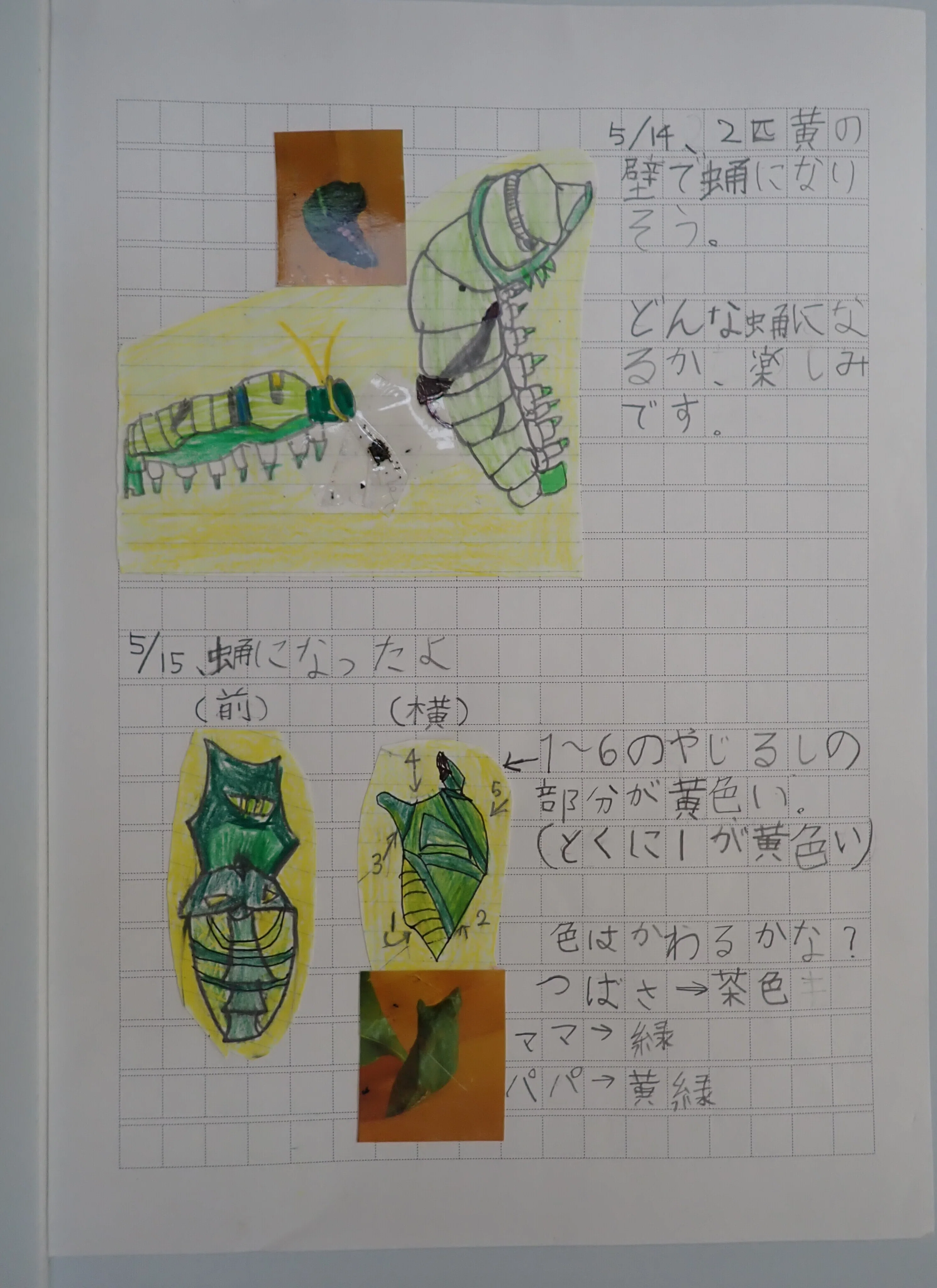 小3の挑戦✨ナミアゲハ自由研究 フマキラー 虫や植物とふれあう