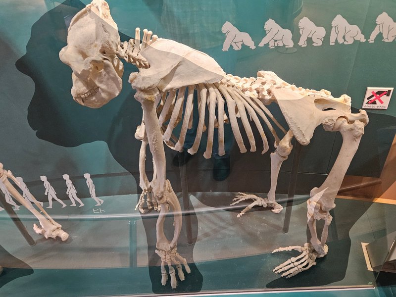 霊長類の古代の特徴は人類の進化形態にも意味があるかもしれない