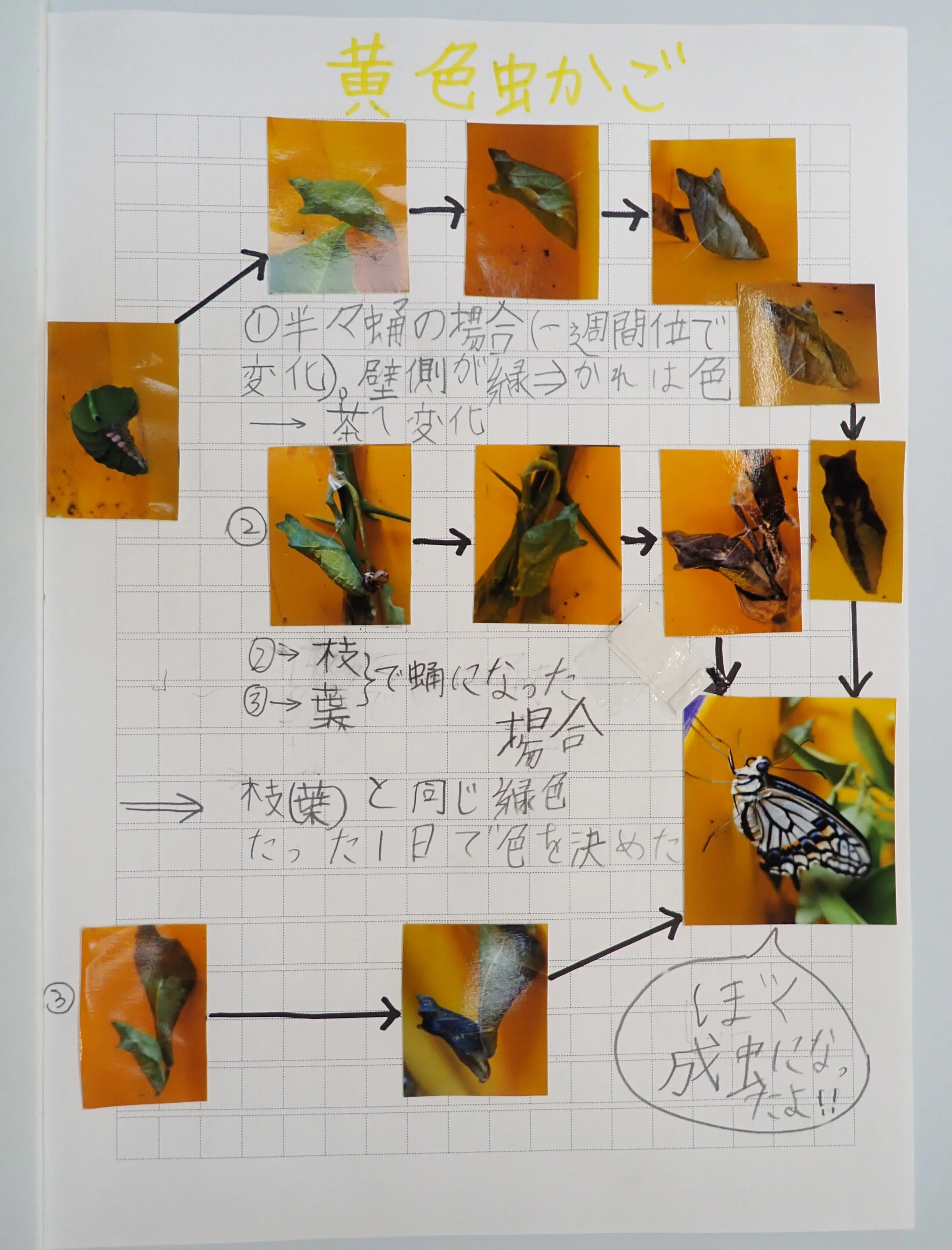 小3の挑戦✨ナミアゲハ自由研究 フマキラー 虫や植物とふれあう