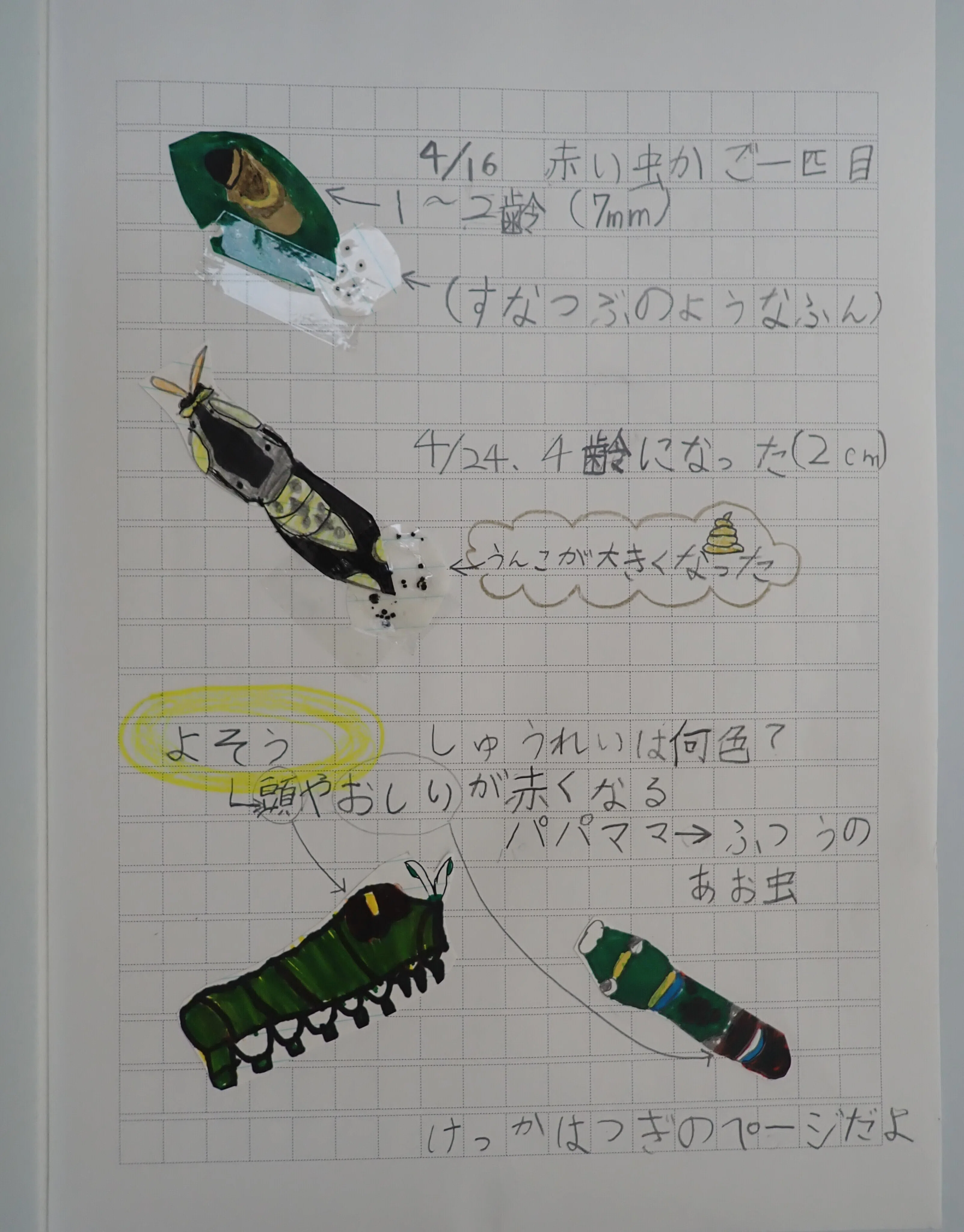 小3の挑戦✨ナミアゲハ自由研究 フマキラー 虫や植物とふれあう