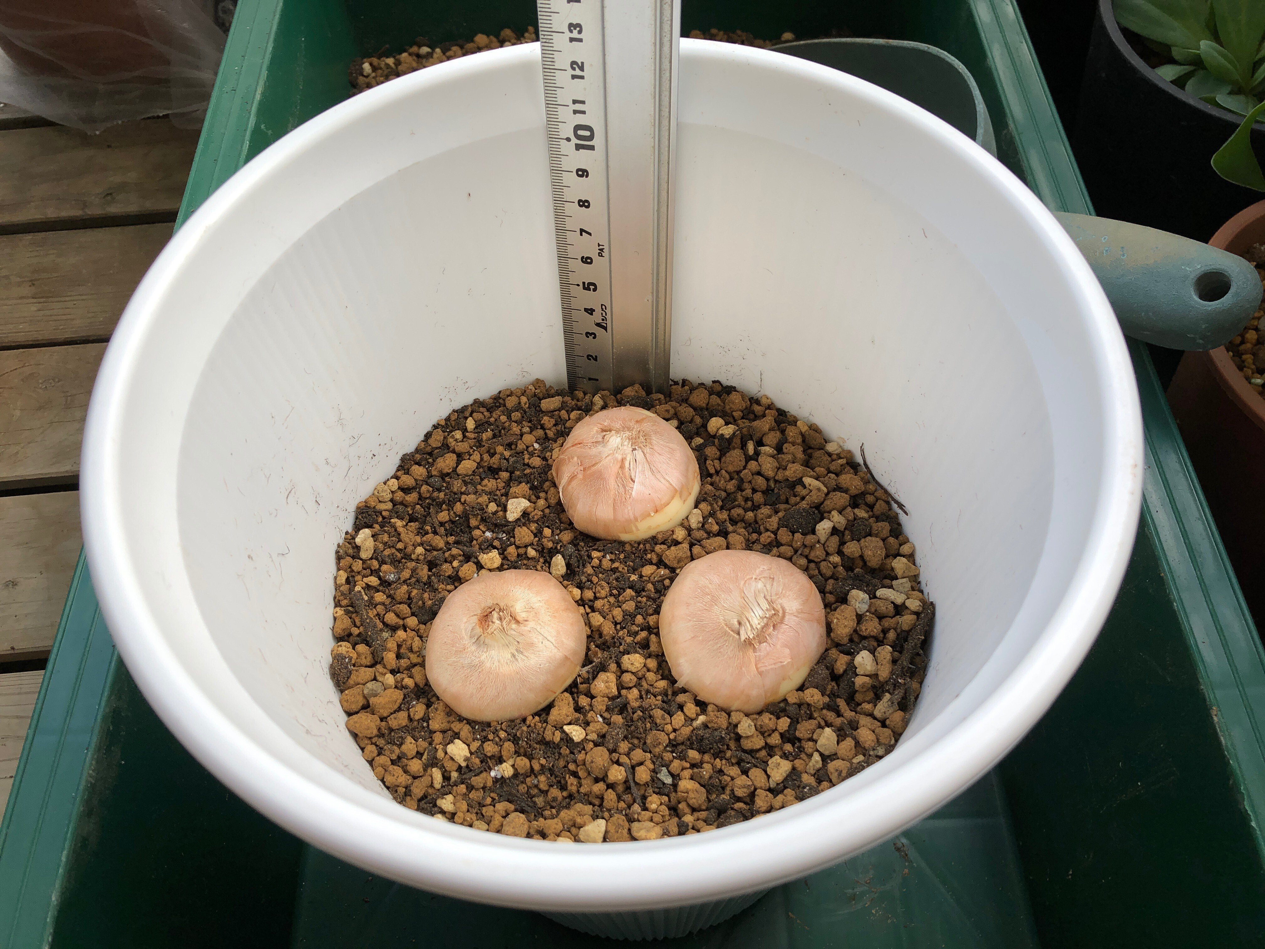 サフランの特大球根🌱植えました｜穂の気ままライフ