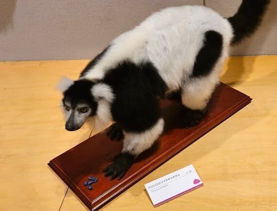 霊長類の古代の特徴は人類の進化形態にも意味があるかもしれない