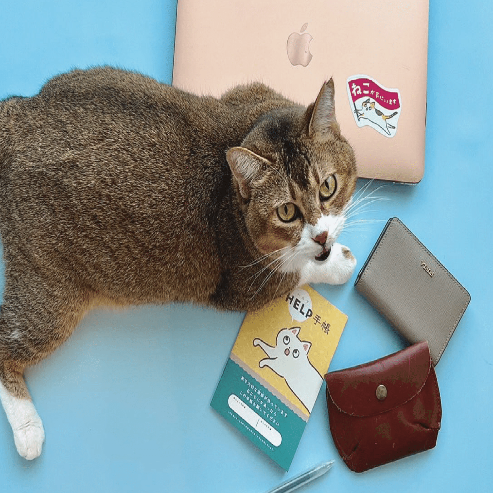 【ねこページ】 9784344041608.jpg?p=book-ogp&