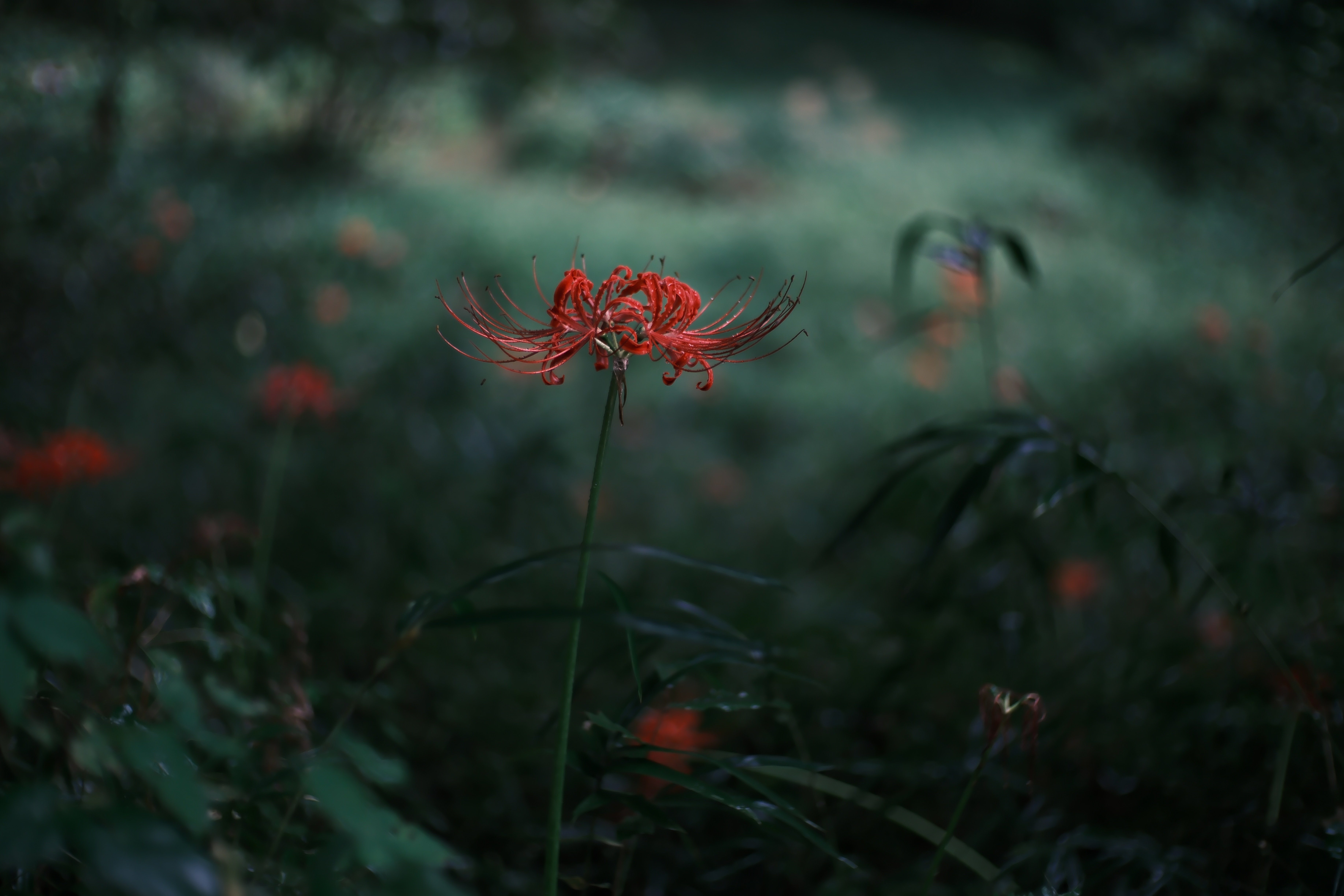 蓮の花地蔵 2024/06/11 開花1% 蓮池公園 ハスの花 〜高知県土佐市〜 - YouTube