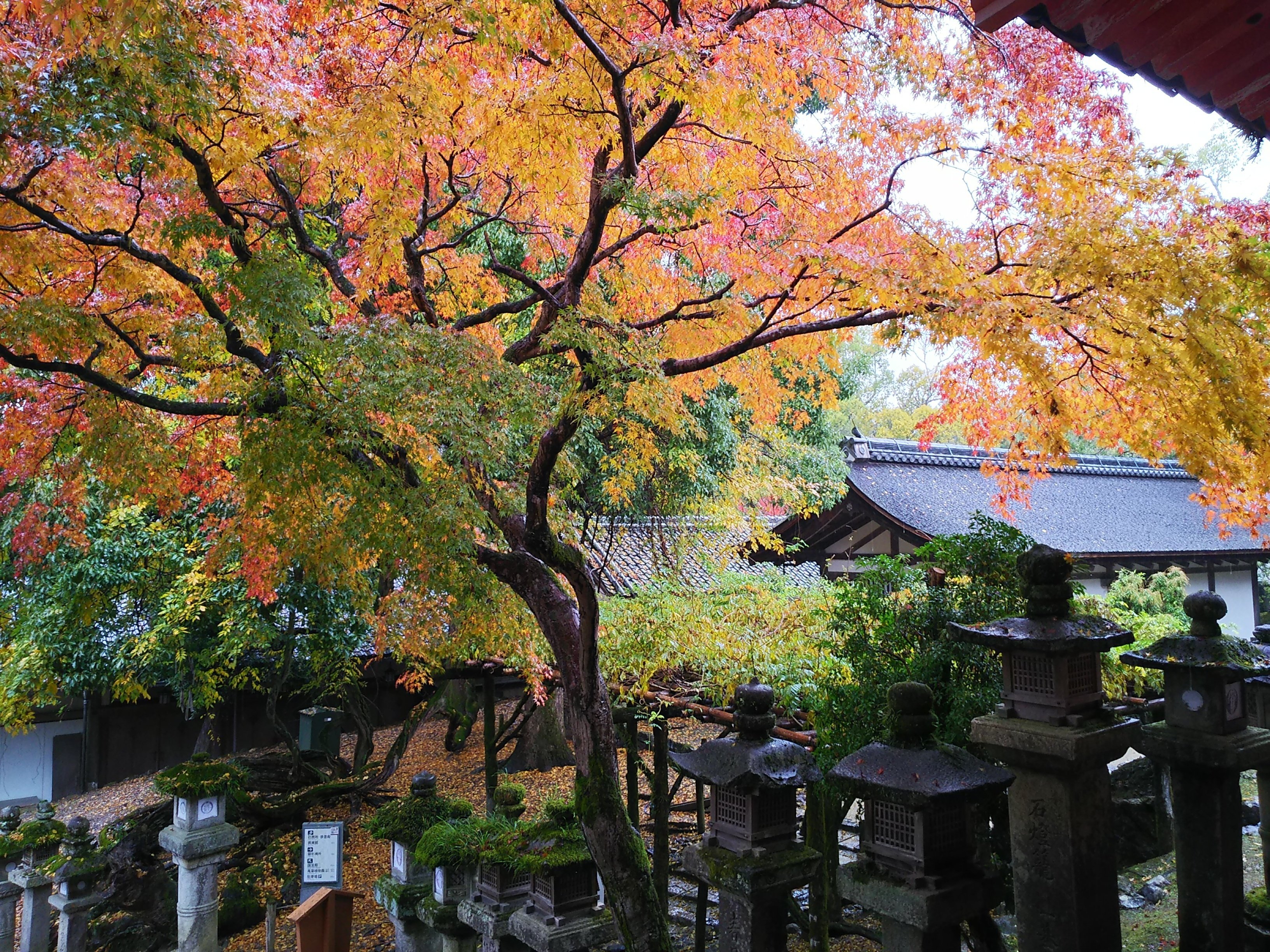 奈良旅 2022秋~③ 写真家入江泰吉の春日野｜つきふね