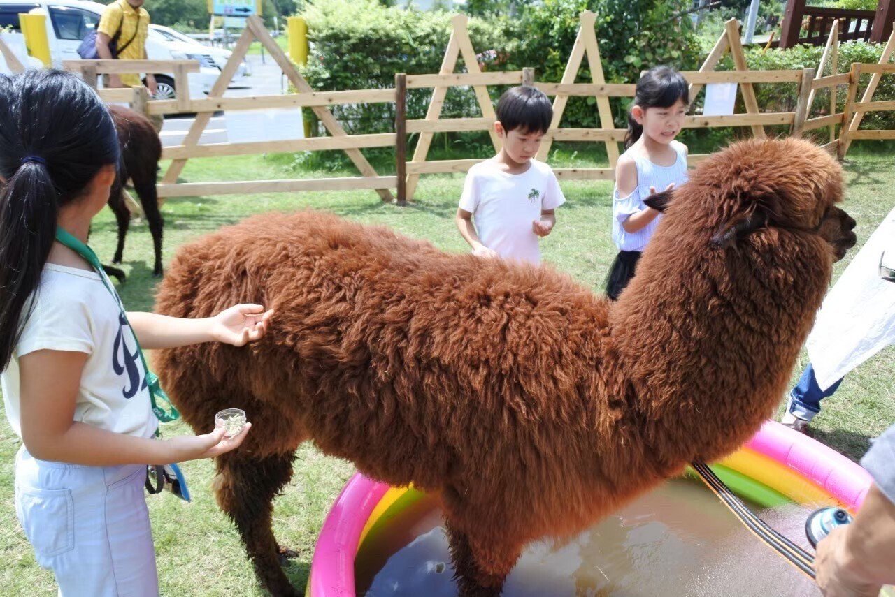 アルパカのハリー物語。とっても繊細な男の子だパカ＜その1