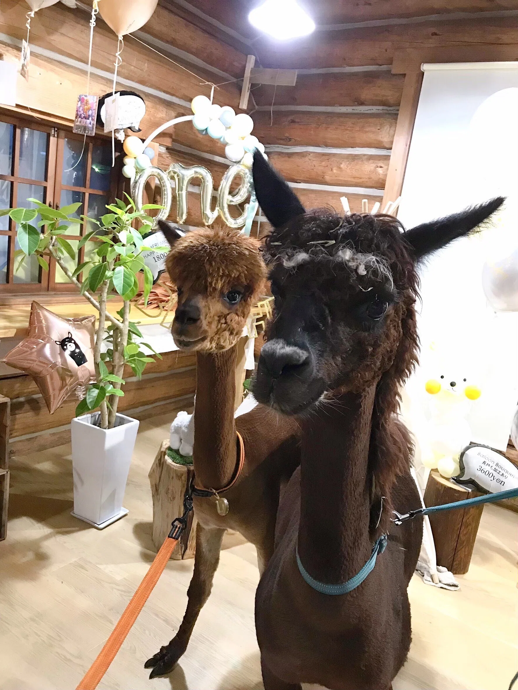 アルパカのハリー物語。とっても繊細な男の子だパカ＜その1