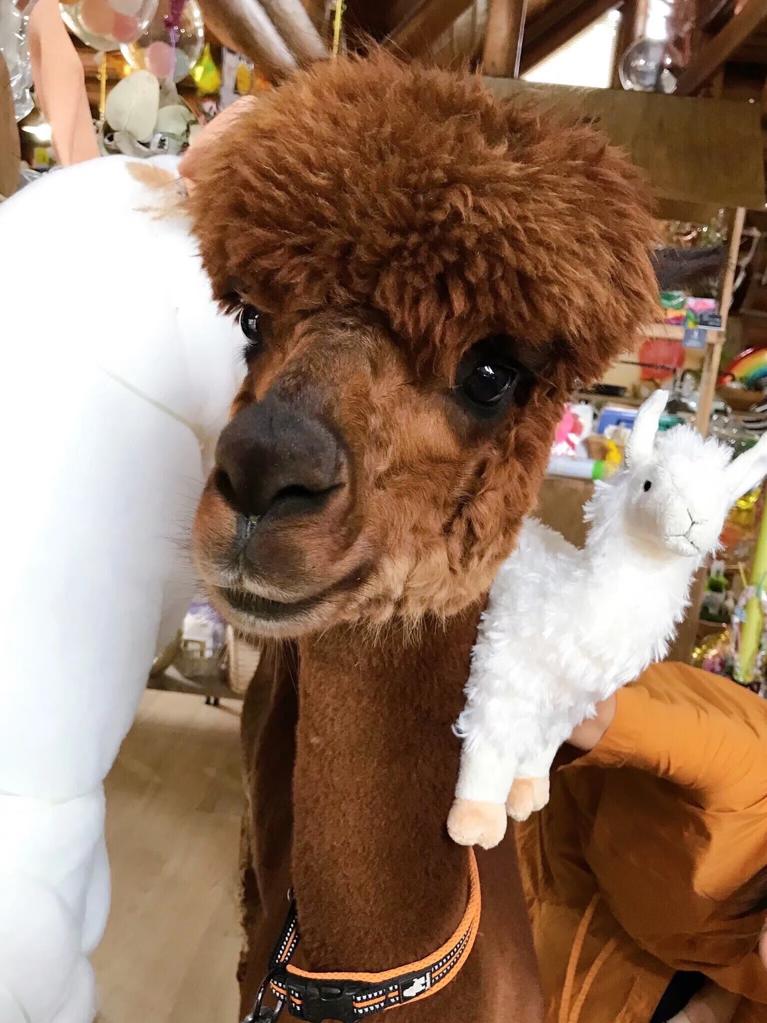 アルパカのハリー物語。とっても繊細な男の子だパカ＜その1