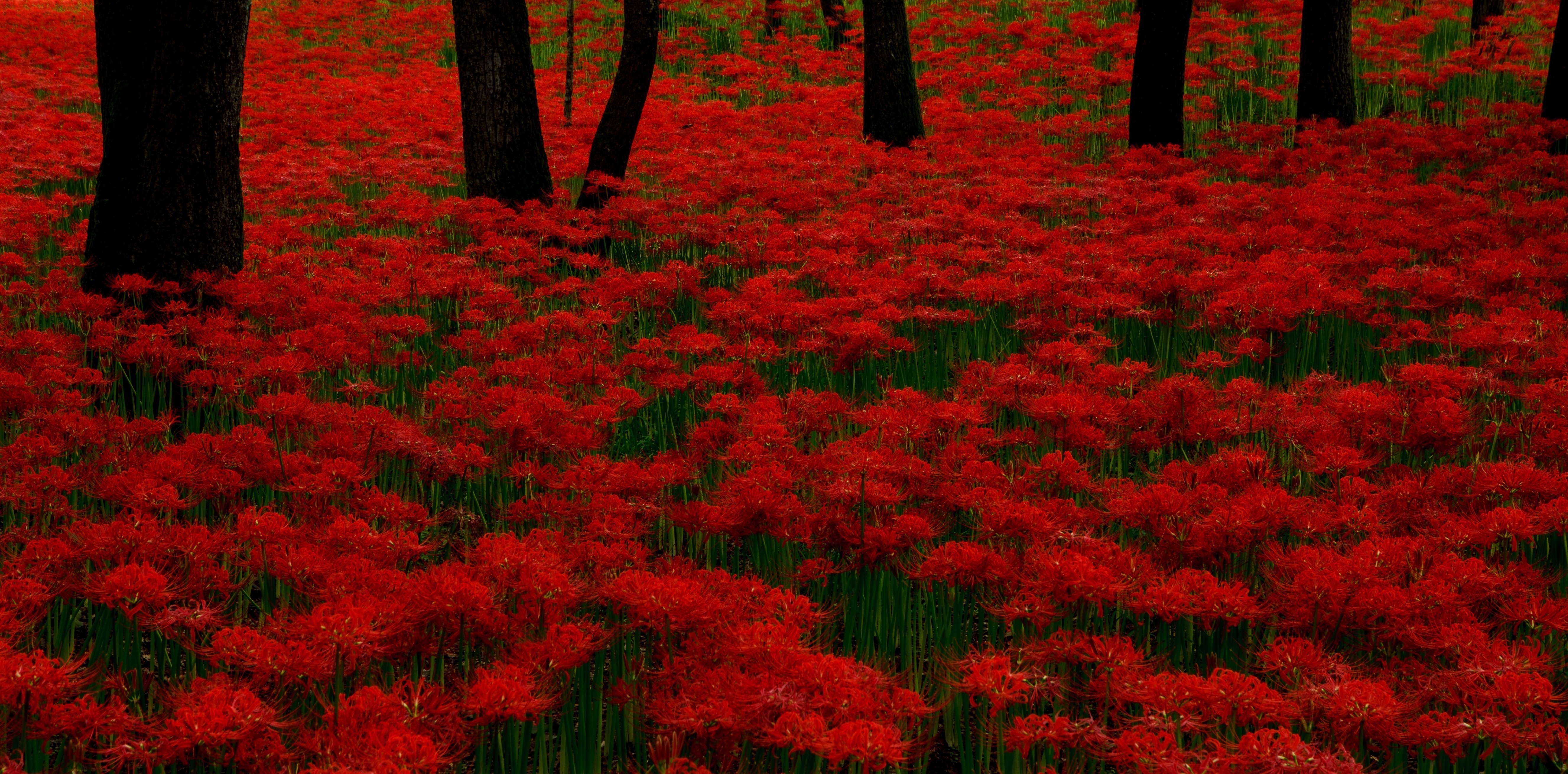 曼珠沙華｜日本花卉文化株式会社