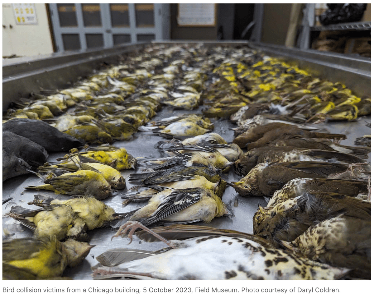 鳥がいく シカゴでバードウォッチング！】鳥族大移動｜ローリー