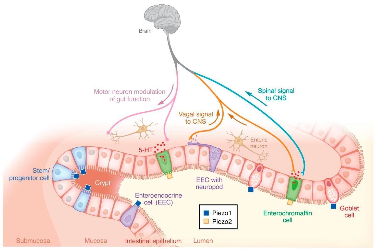 胃腸疾患におけるメカノセンシングピエゾチャンネル｜ヤオナ