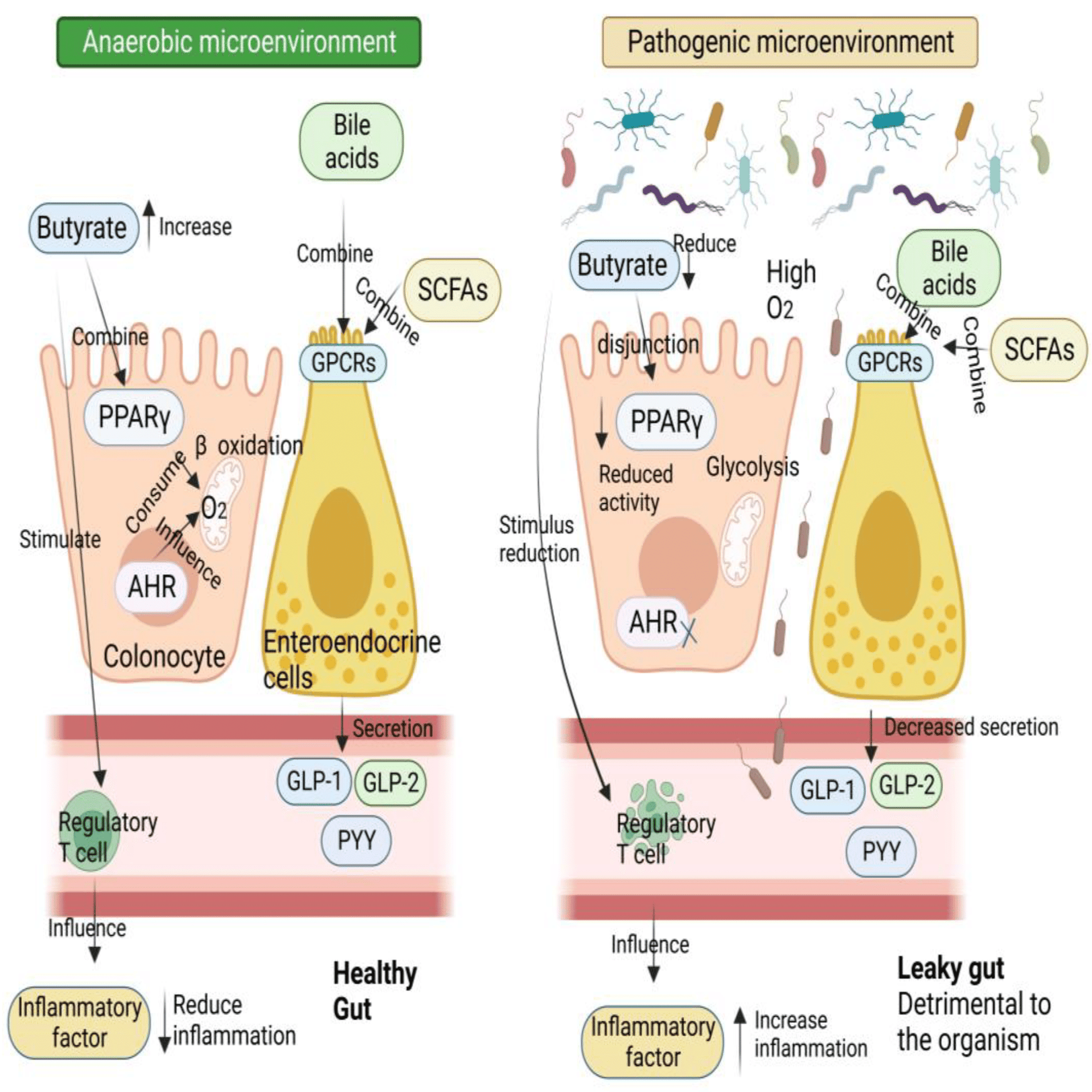 家畜血液図説 代謝物からみた2型糖尿病における腸内細菌叢の関与｜哉百名