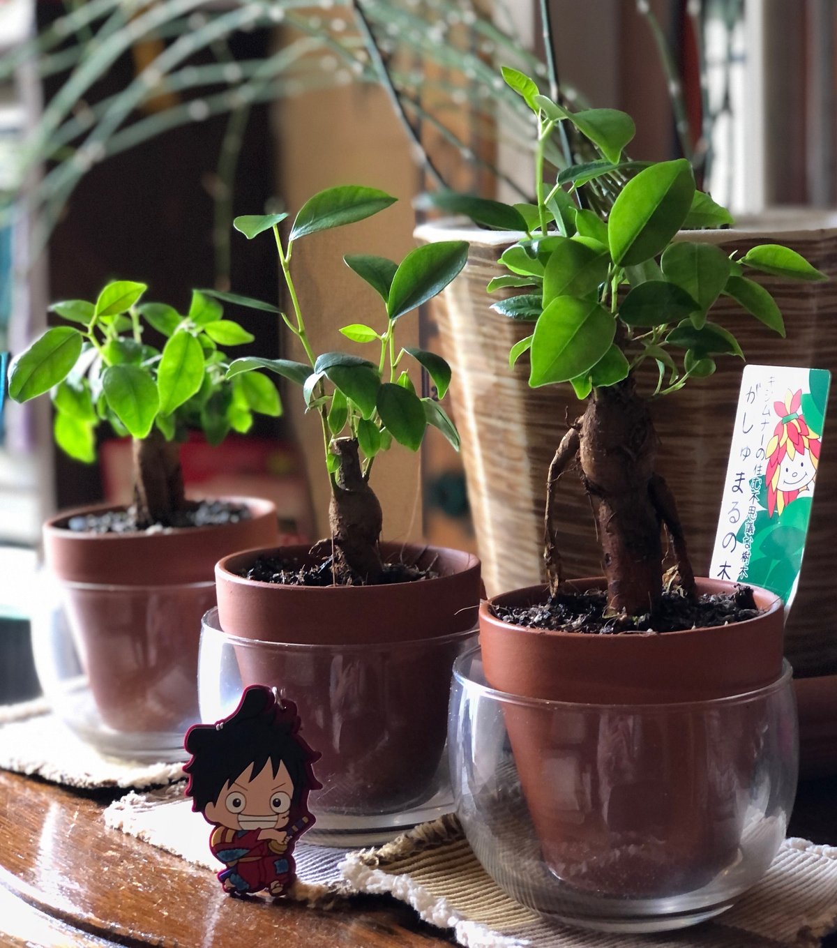 現品 ガジュマル 人参ガジュマル 尖閣ガジュマル 幹上がり 古木  