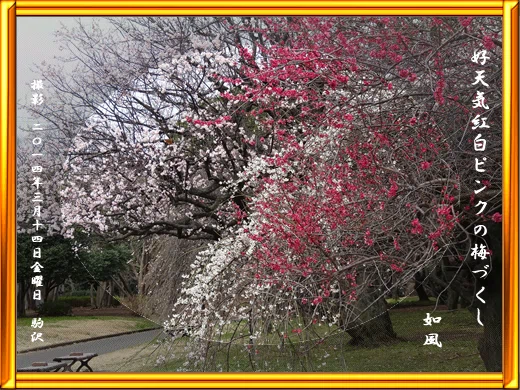 2014/03/14 好天気紅白ピンクの梅づくし 如風|稲森如風