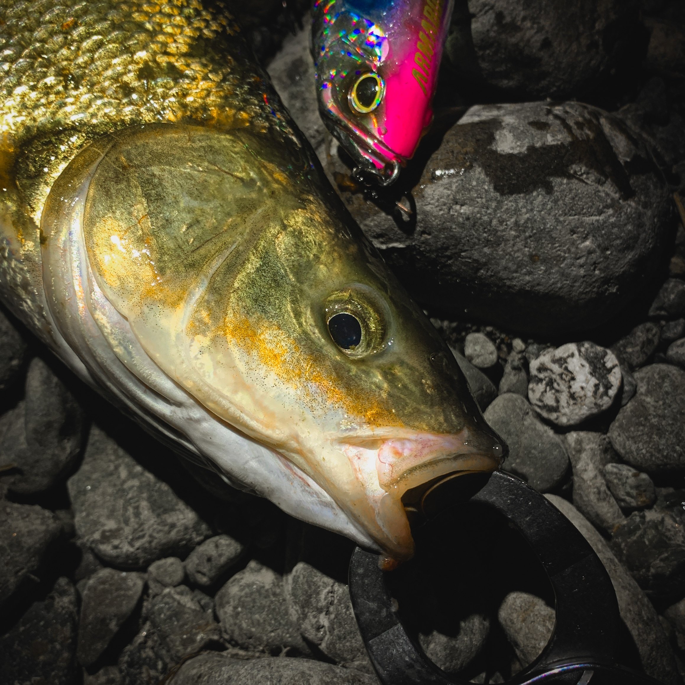 ビッグベイト TULALA | Ford every stream | » 【公式】ジャイアントベイトマスト