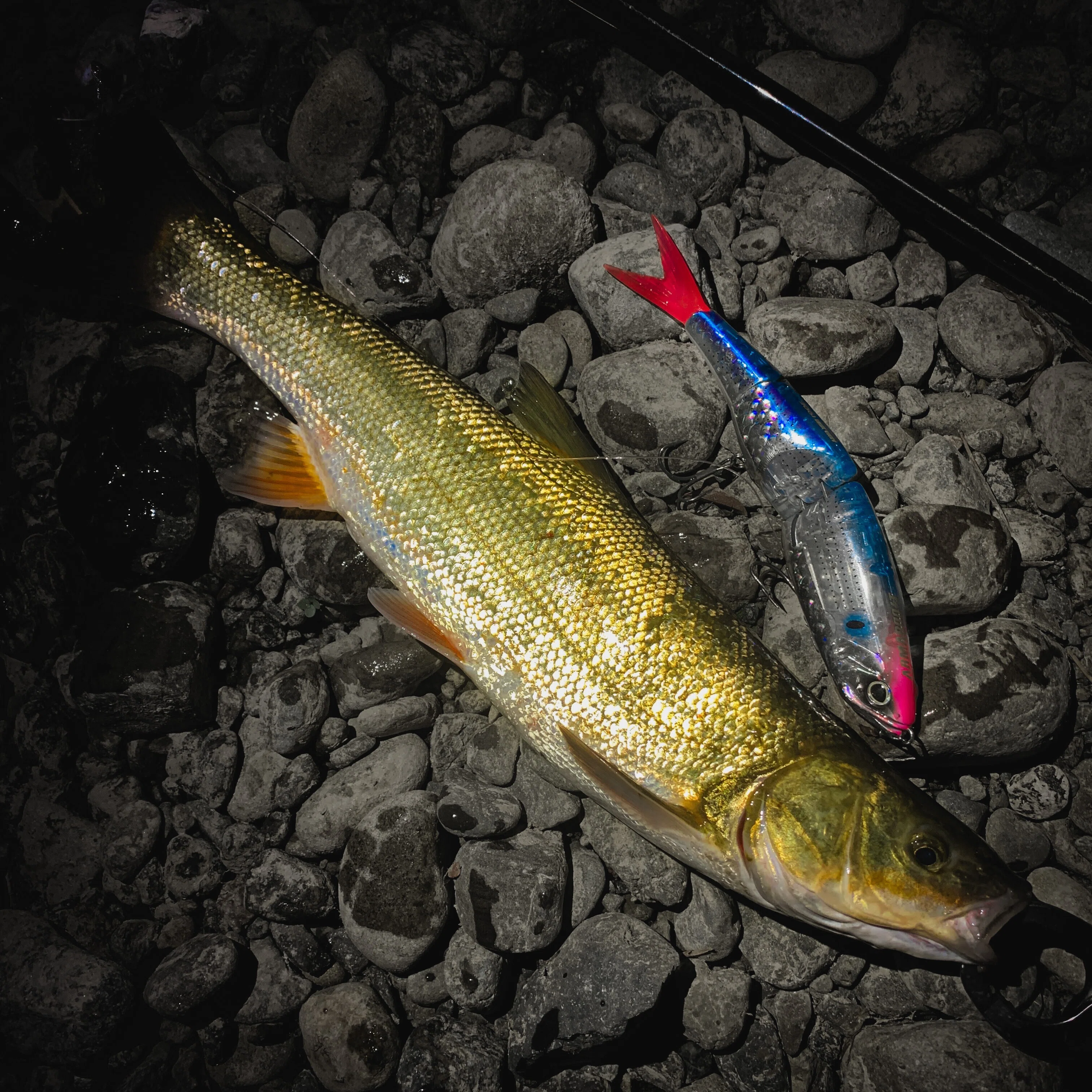 ビックベイト ビッグベイト BIGBAIT | Worldswimbaitsociety by黒鱒堂 kuromasudou