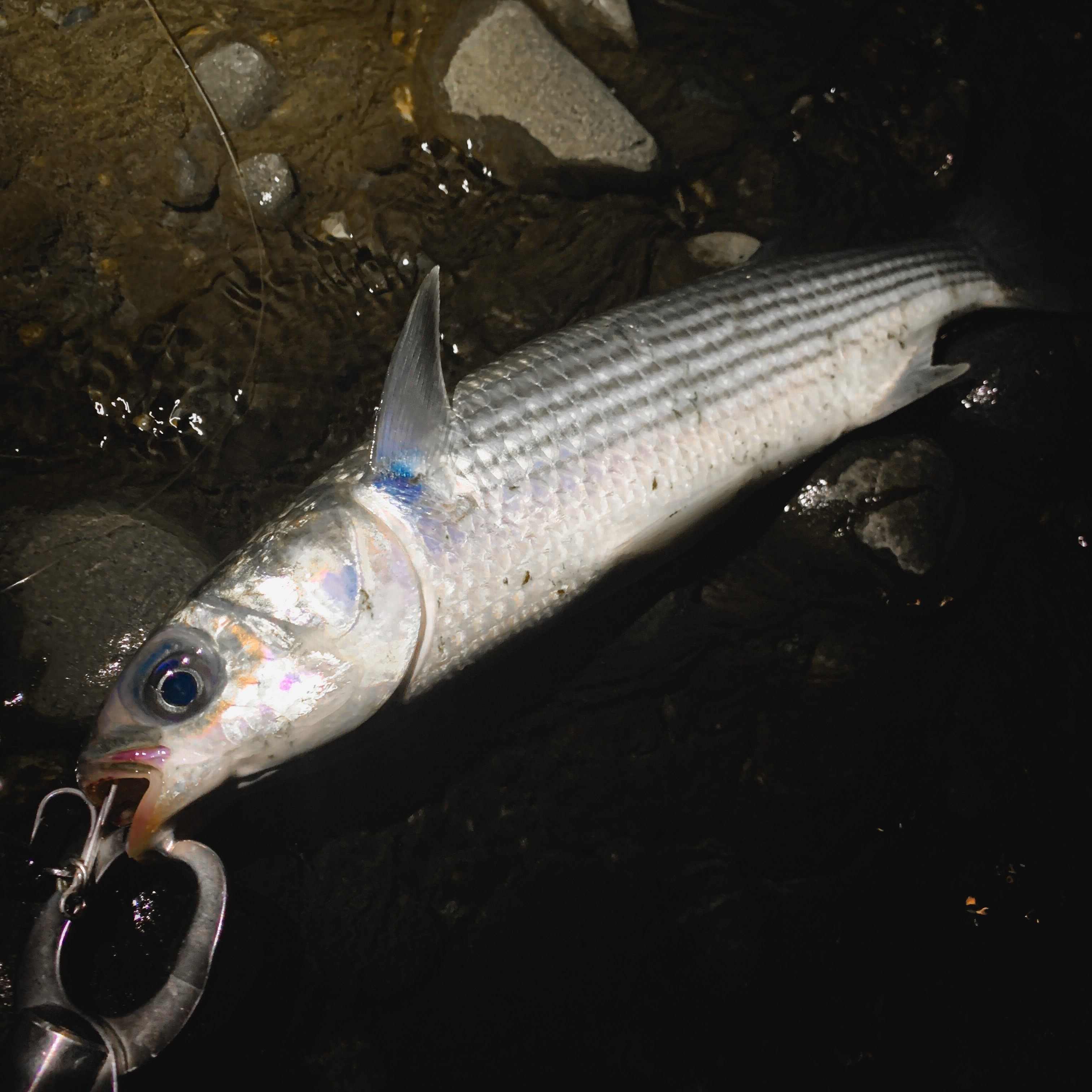 ビッグベイトの驚き！想像を超える5匹の釣果｜ヒロヤマ