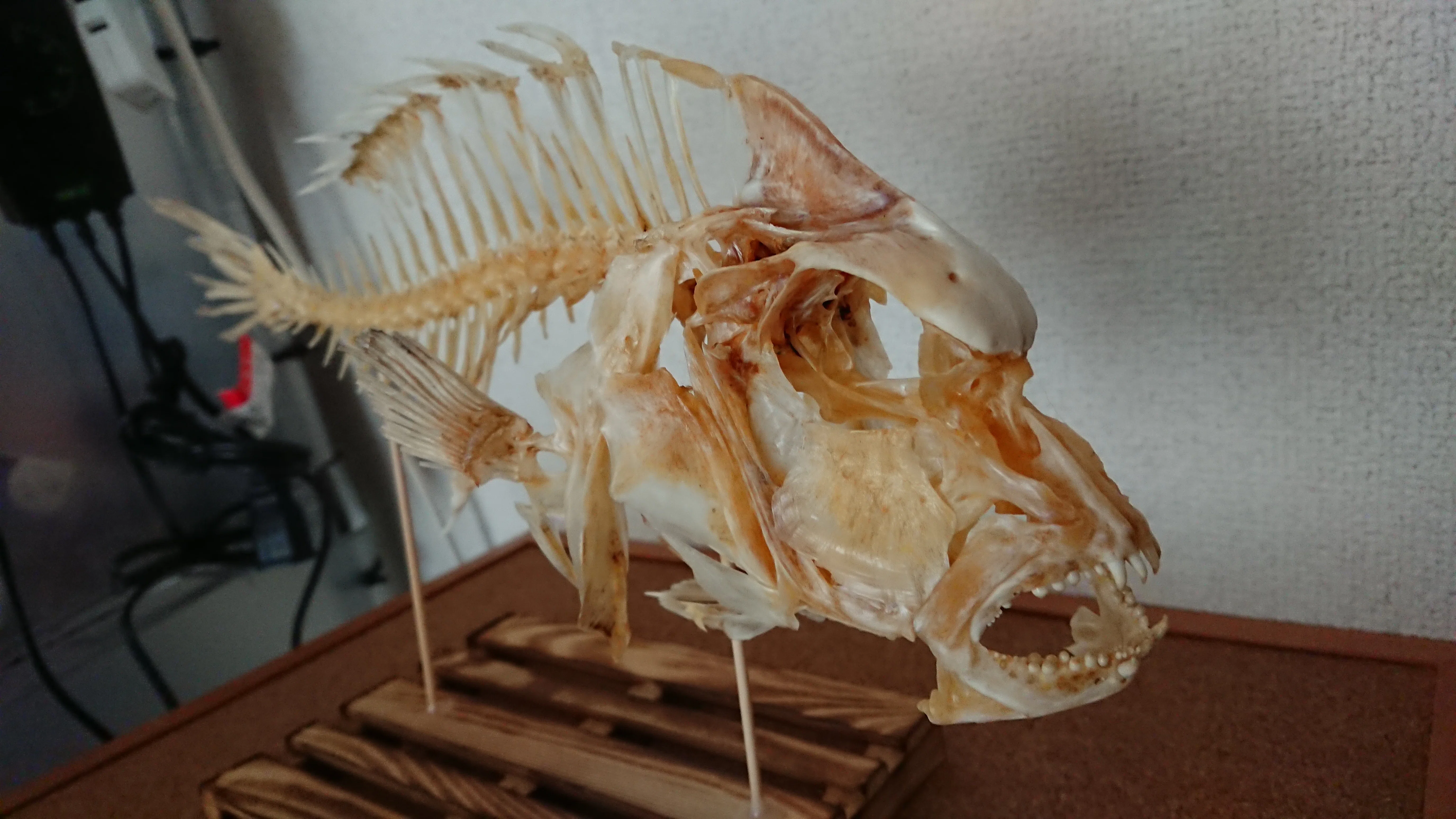 魚の骨格標本を作りたい!｜みねたり