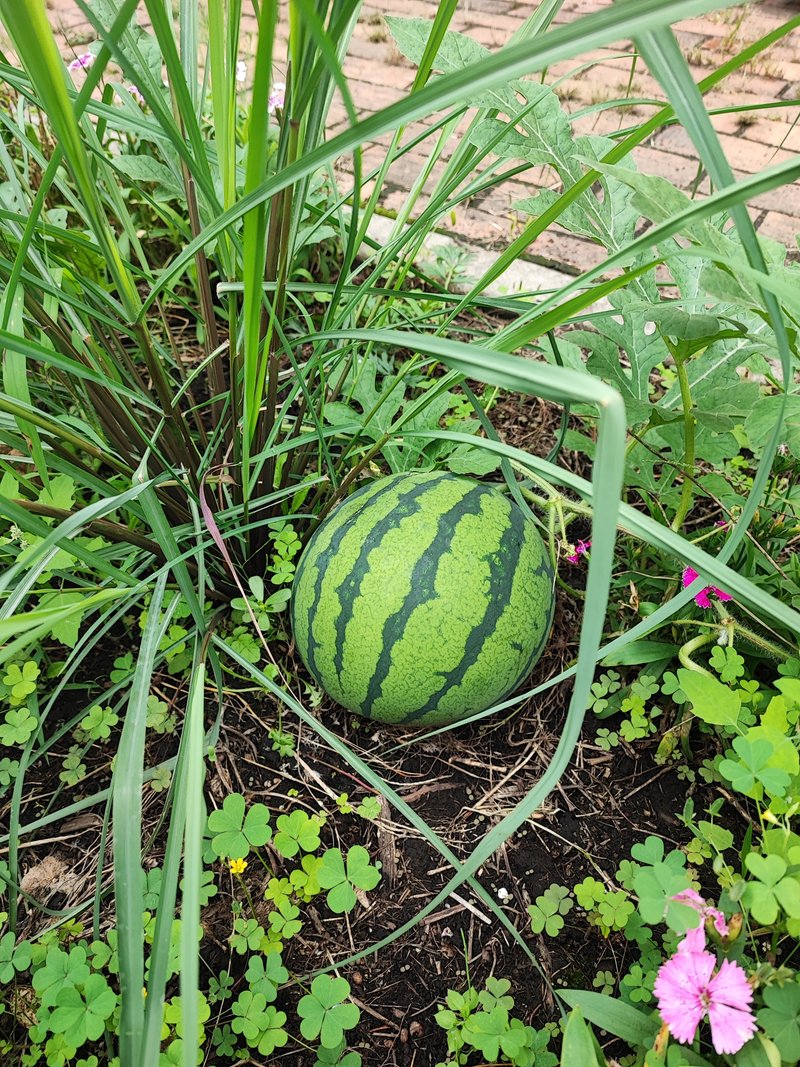 庭に埋めた生ごみから発芽。6-7月頃発芽？