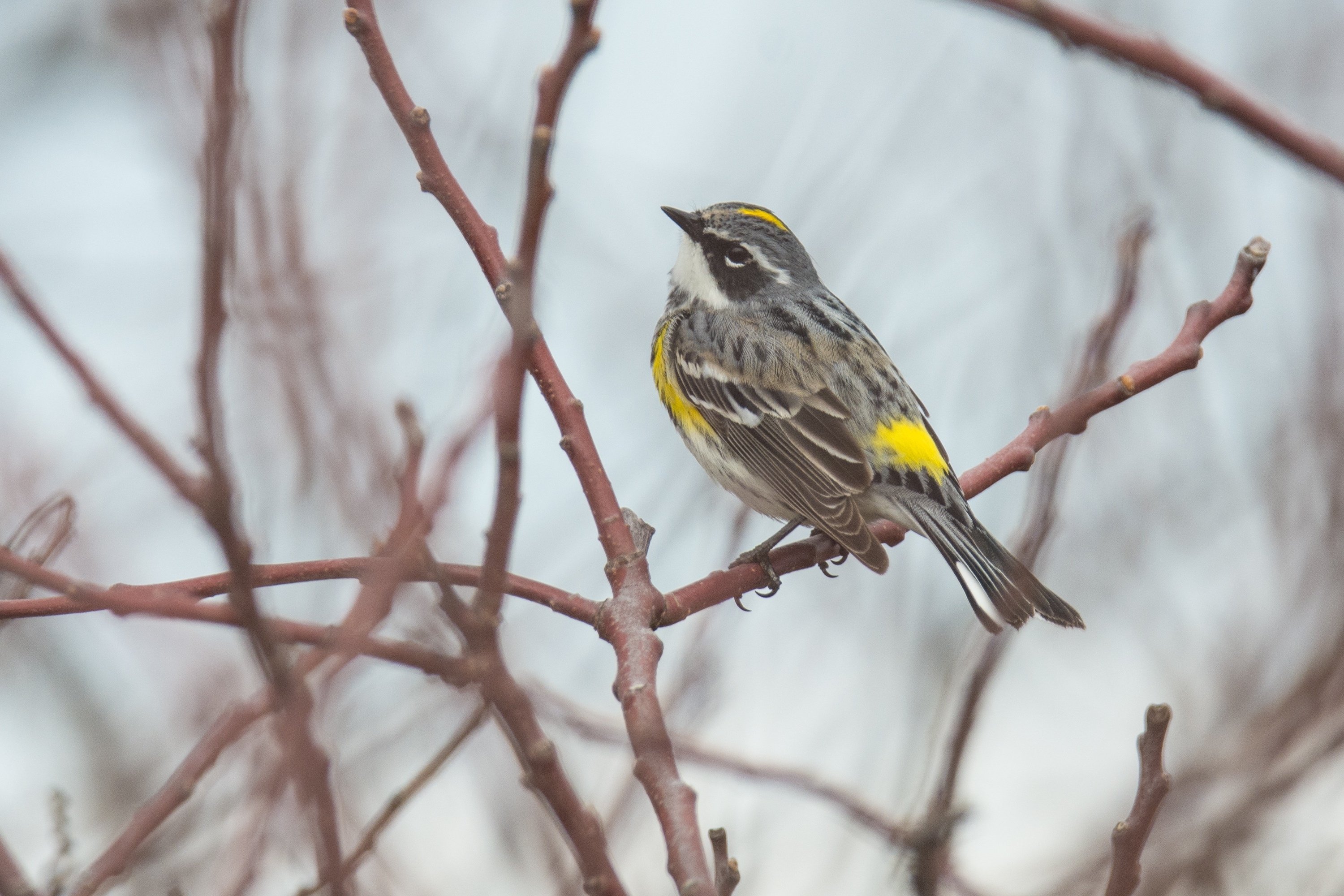 鳥がいく シカゴでバードウォッチング！】鳥族大移動｜ローリー