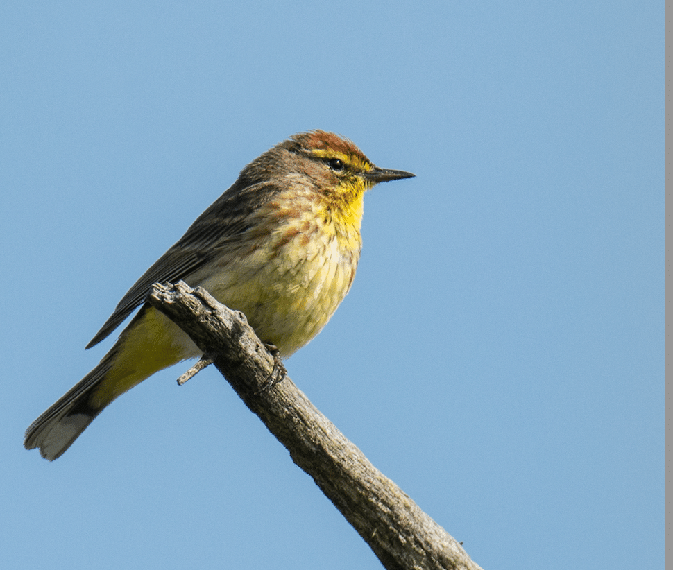 シカゴでバードウォッチング！】鳥族大移動｜ローリー