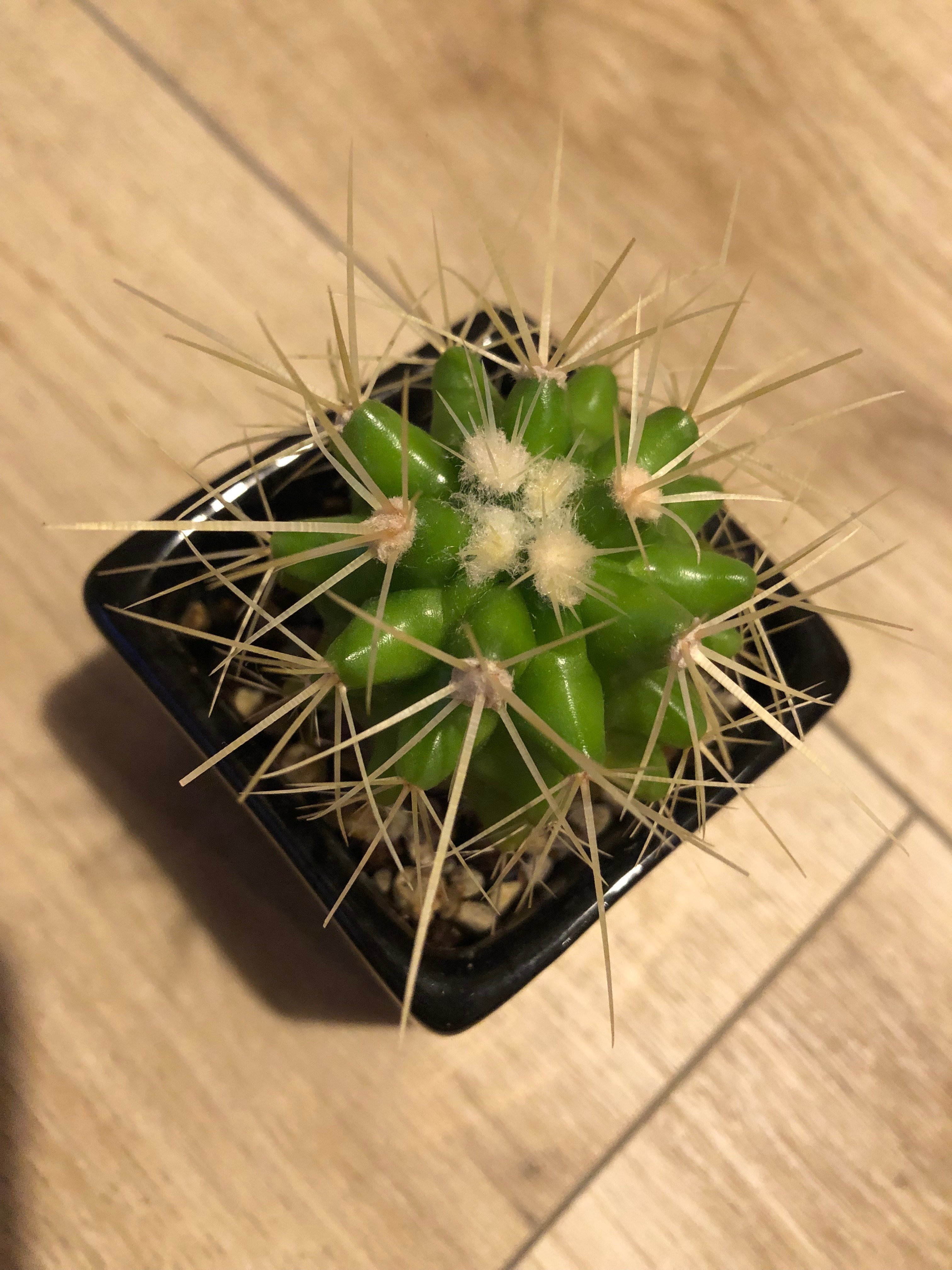 我が家のミニサボテン成長記録（金鯱・金晃丸）｜もぐ