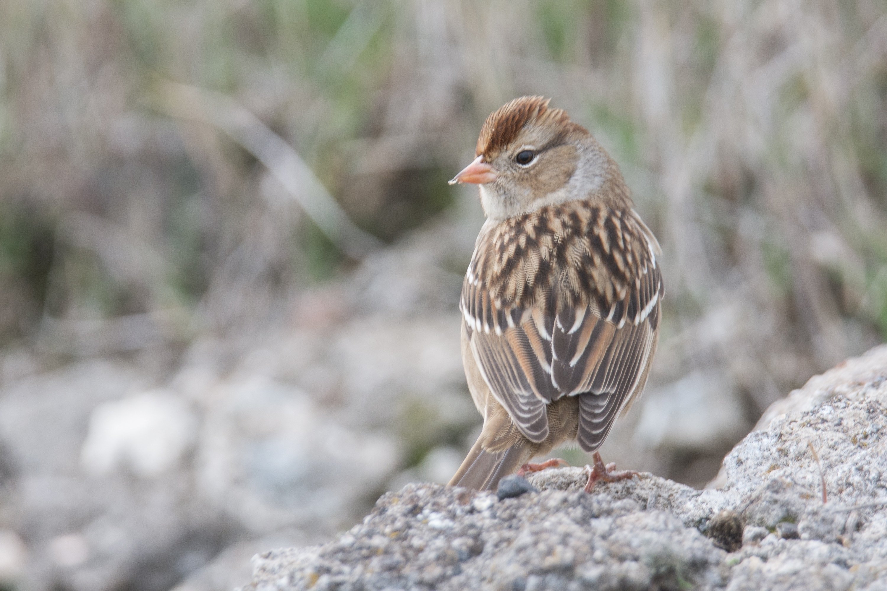 シカゴでバードウォッチング！】鳥族大移動｜ローリー