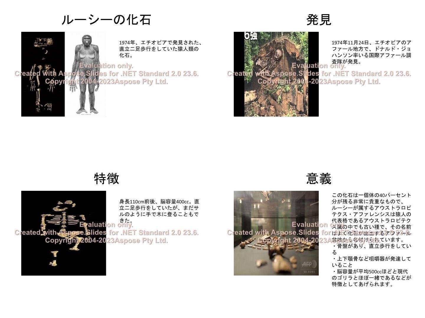 ルーシーの化石|mitu