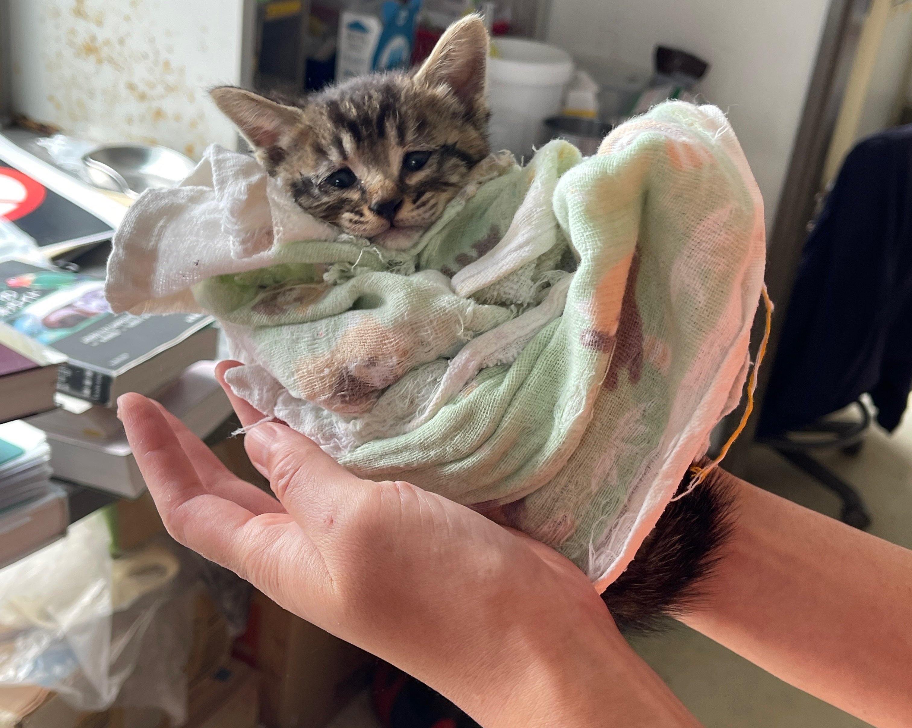 新しく仲間入りしました🐈｜那須どうぶつ王国公式note