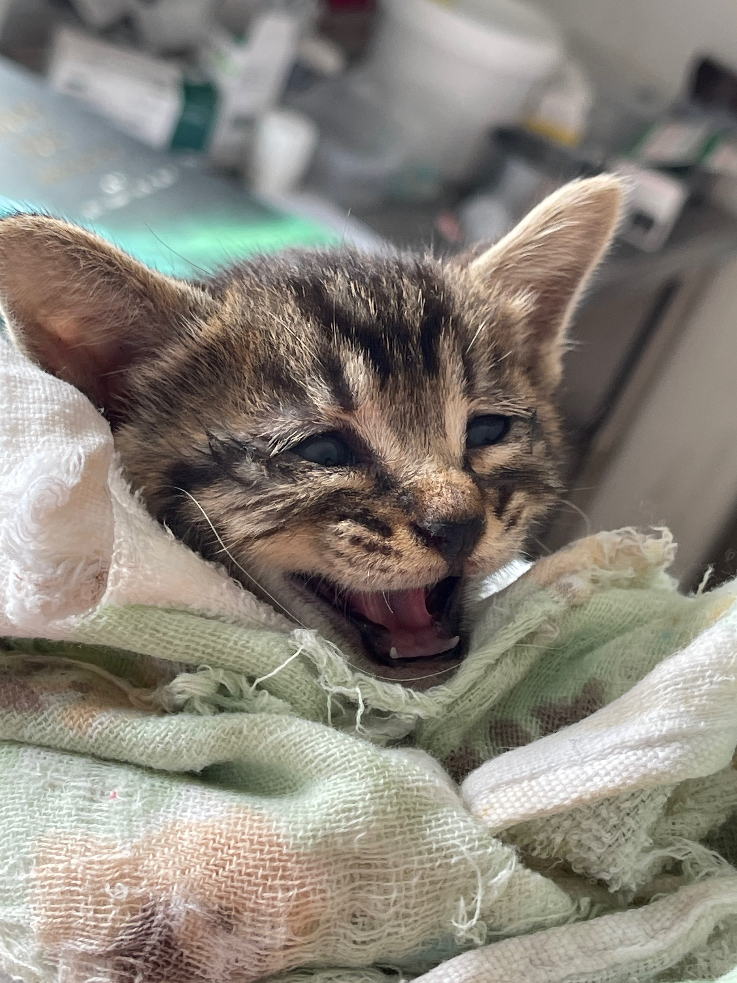 新しく仲間入りしました🐈｜那須どうぶつ王国公式note