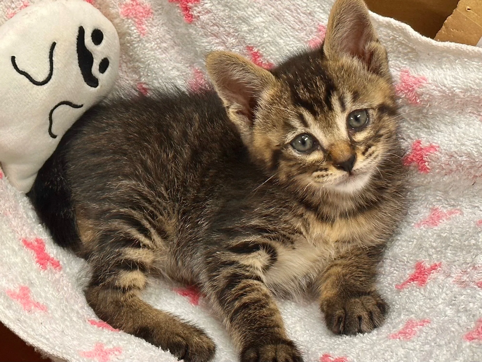 新しく仲間入りしました🐈｜那須どうぶつ王国公式note