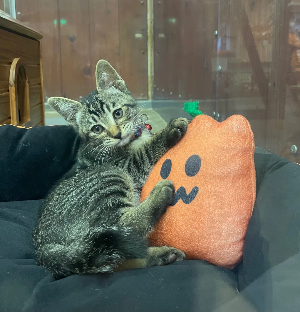 A new member has joined us🐈｜那須どうぶつ王国公式note