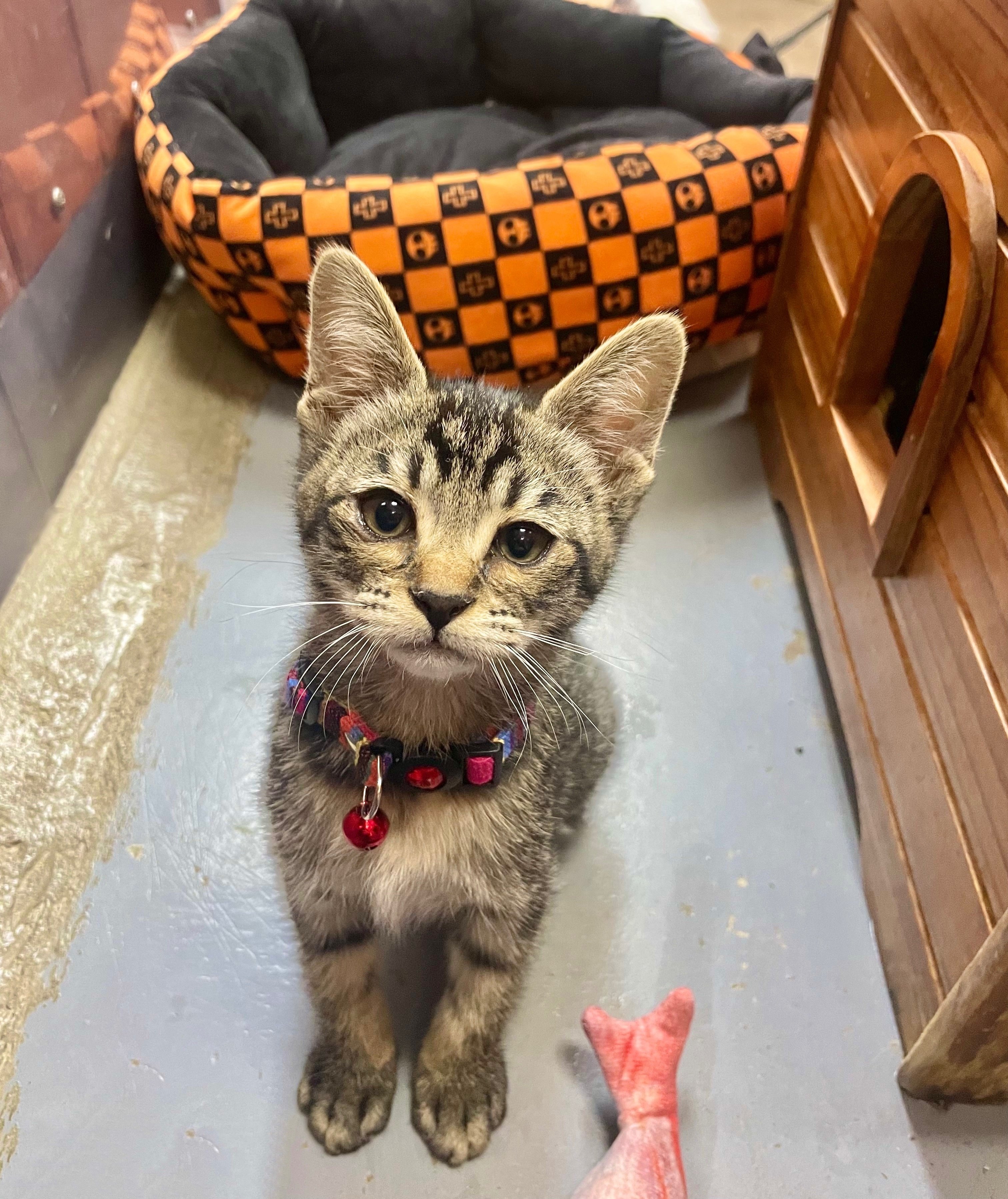 新しく仲間入りしました🐈｜那須どうぶつ王国公式note