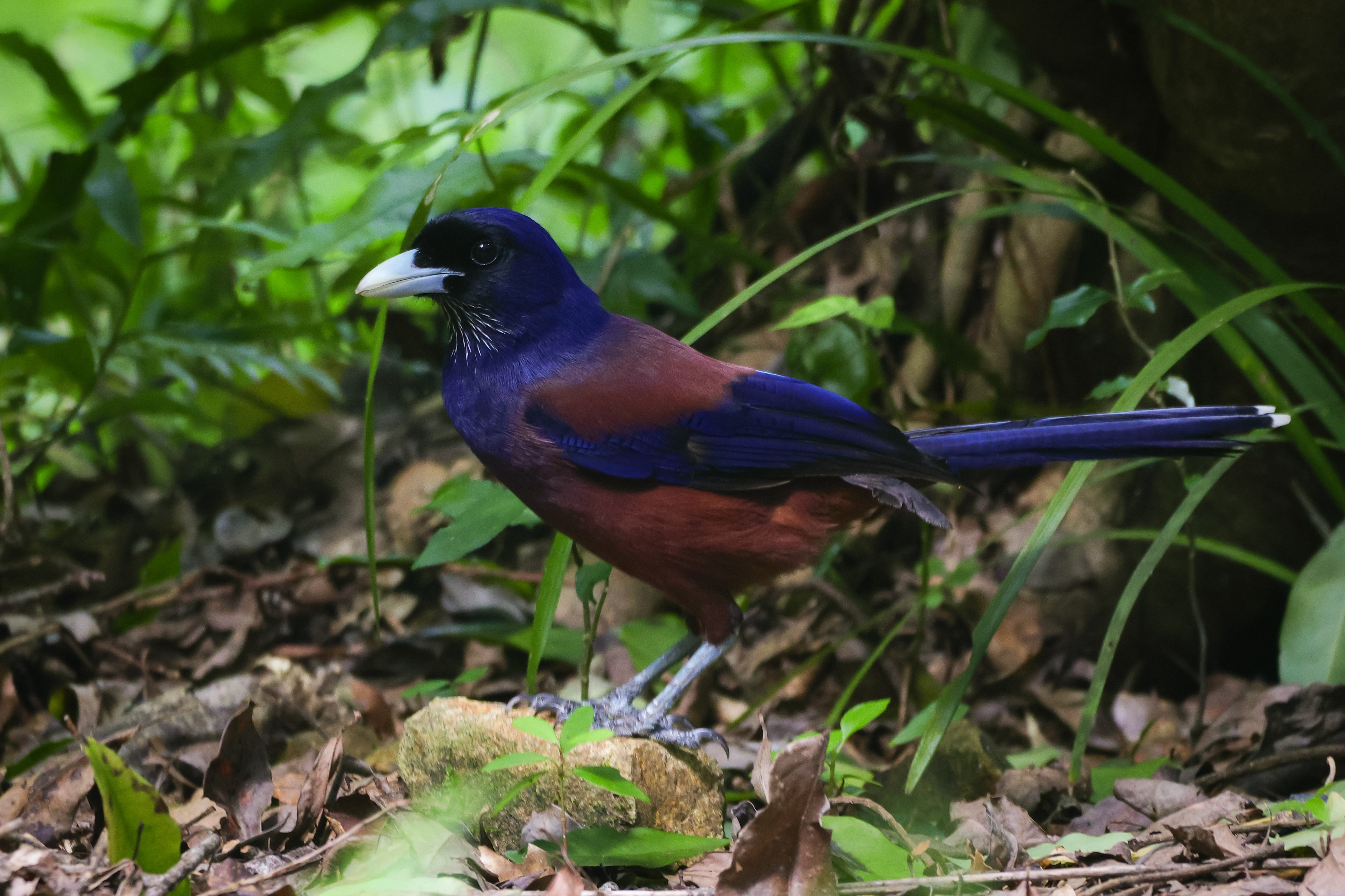 2023.09.21 奄美大島 Amami birding ②奄美自然観察の森｜yoko
