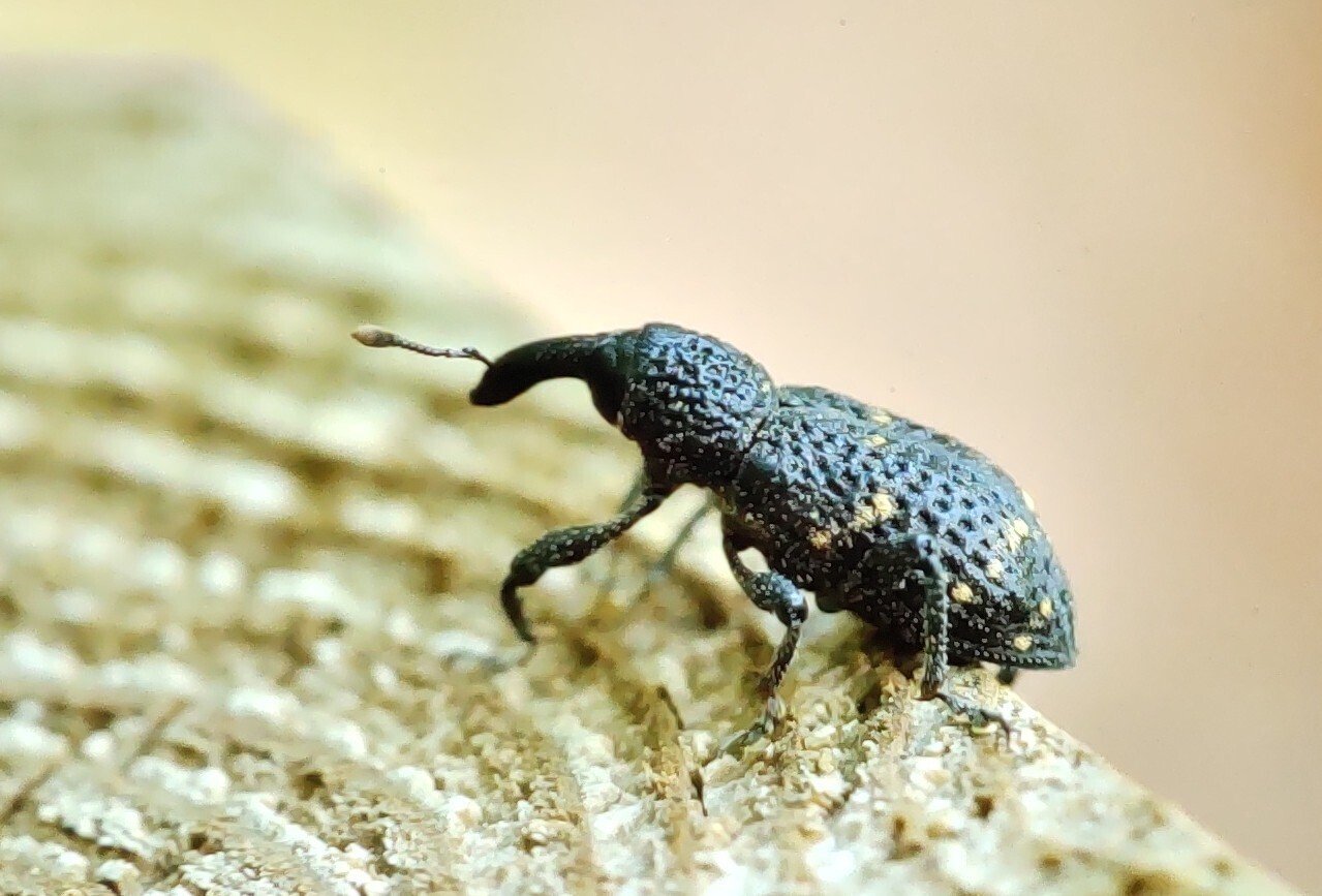 南米の美麗ゾウムシ　大型 ゾウムシが飛んだ｜奥日光 letter