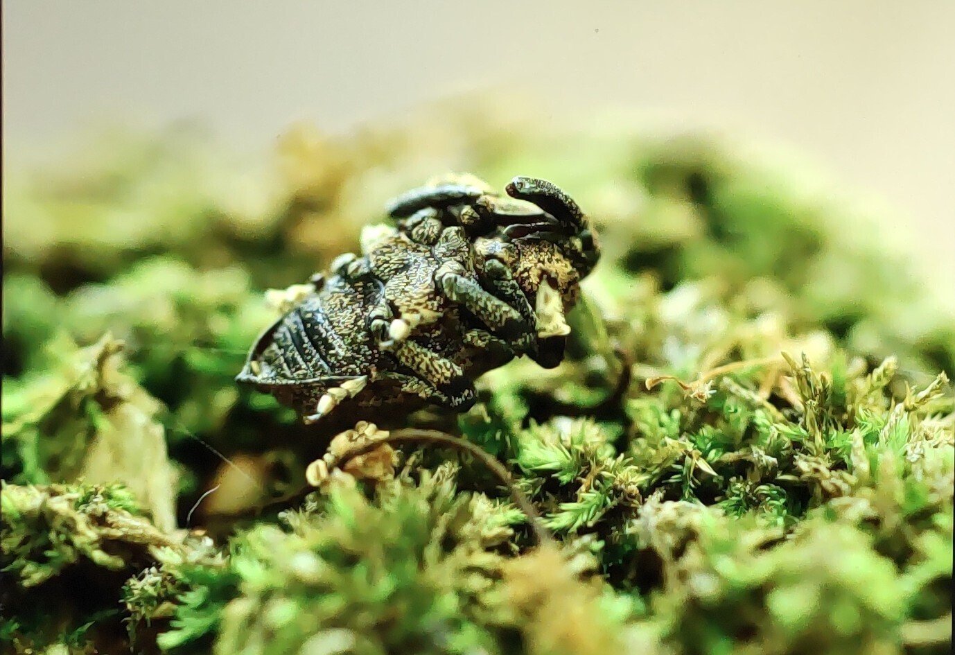 ゾウムシが飛んだ｜奥日光 letter