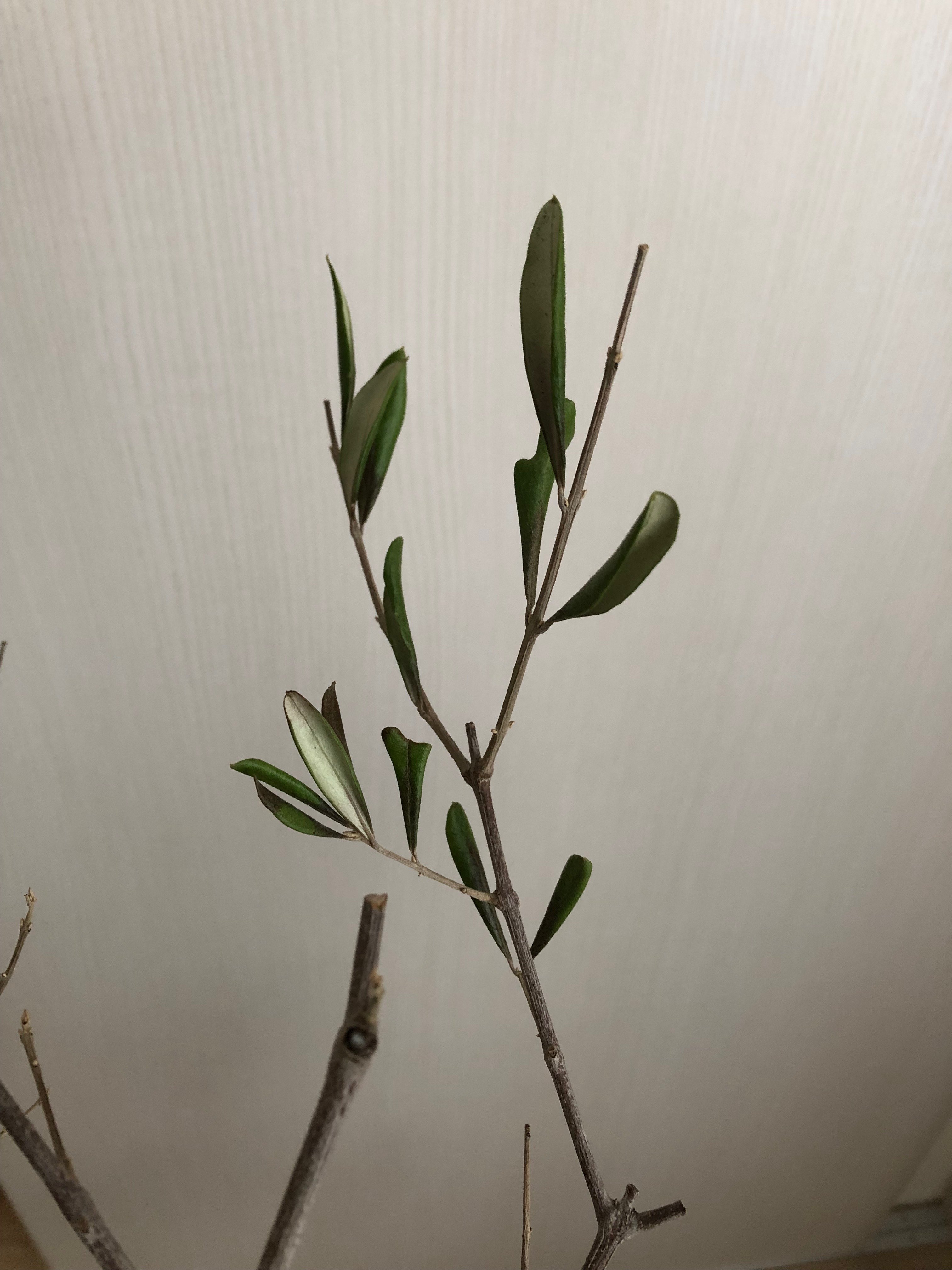 オリーブの葉が緑色のまま次々落ちて行く…これが梢枯病だろうか｜もぐ