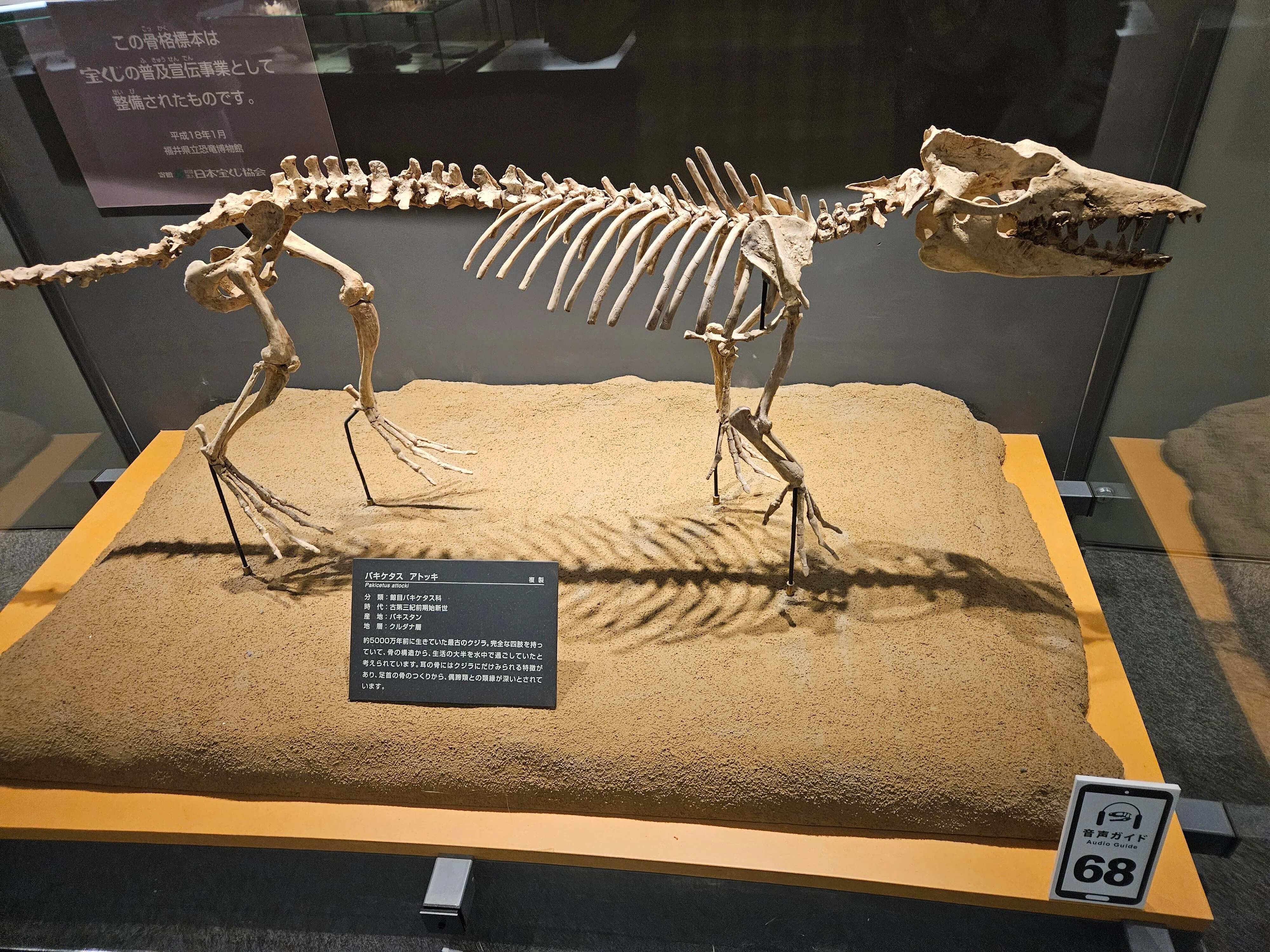 The Lost Universe 古代の巨鯨たち①クジラの始まり｜美原さつき