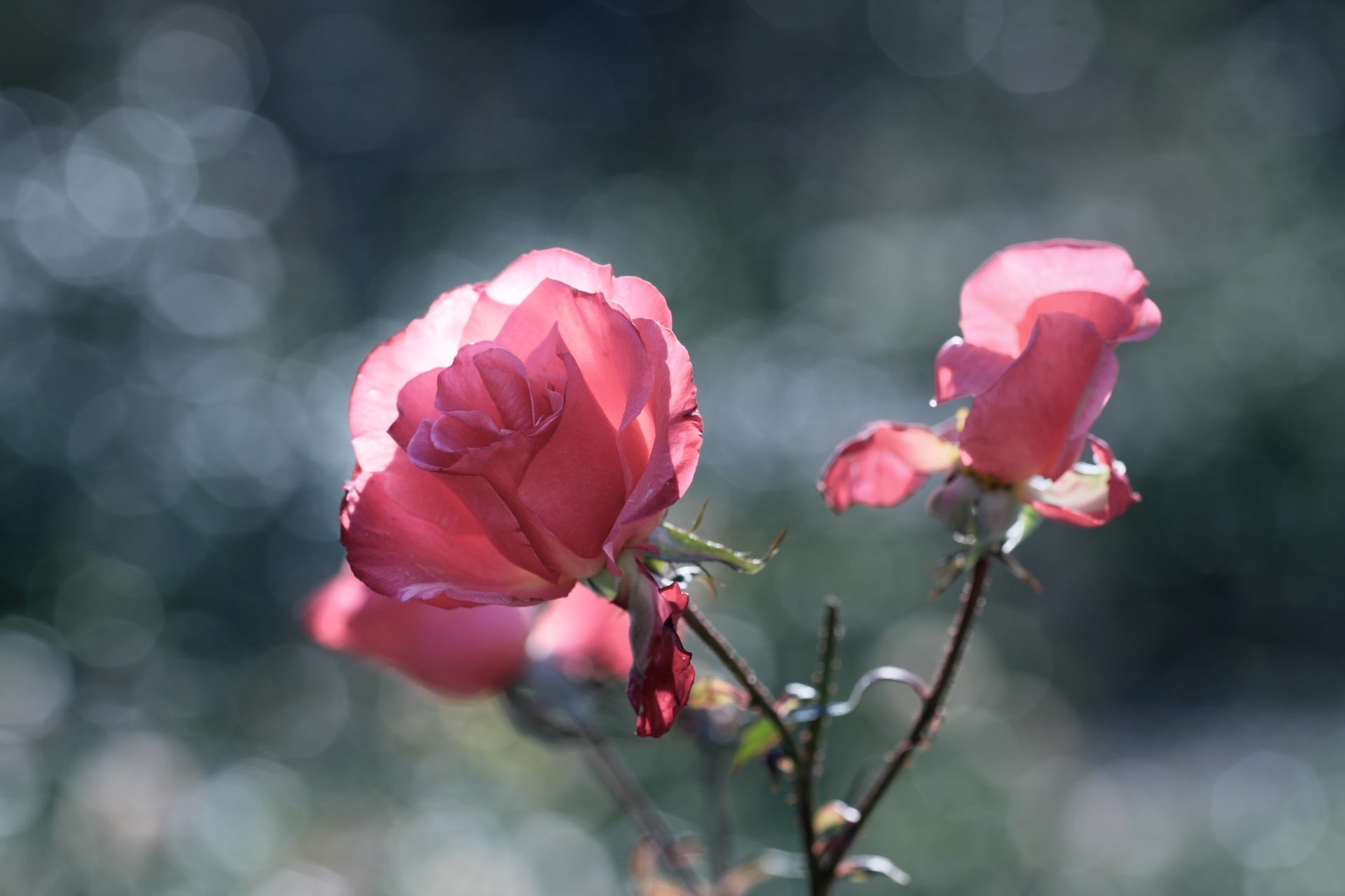 冬薔薇｜燿 (hikari)