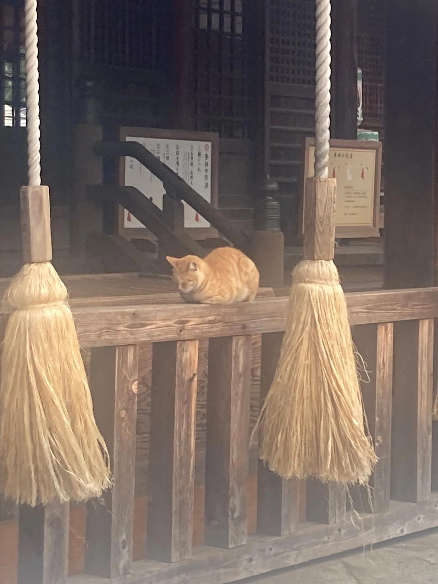 賽銭箱の前で寝ている猫の姿があまりにも神々しい…迷い込んだ神社で一
