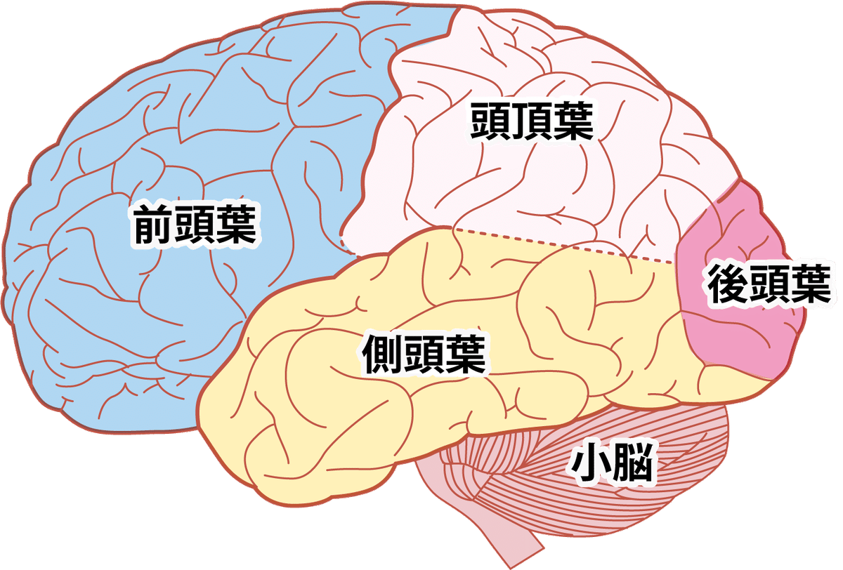 1分脳科学】「前頭葉」の構造と機能｜シロトナカイ