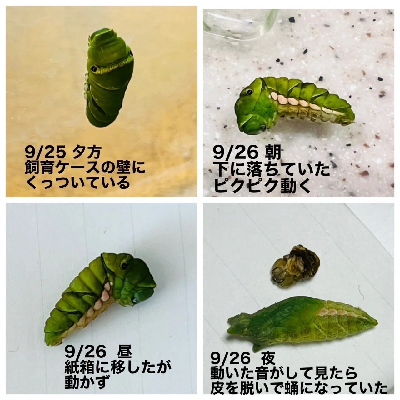 アゲハ 人参とみかんの皮でチョウになる🥕🍊｜ミント