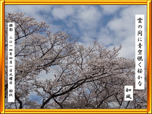 2014/04/01 雲の間に青空覗く桜かな 如風｜稲森如風