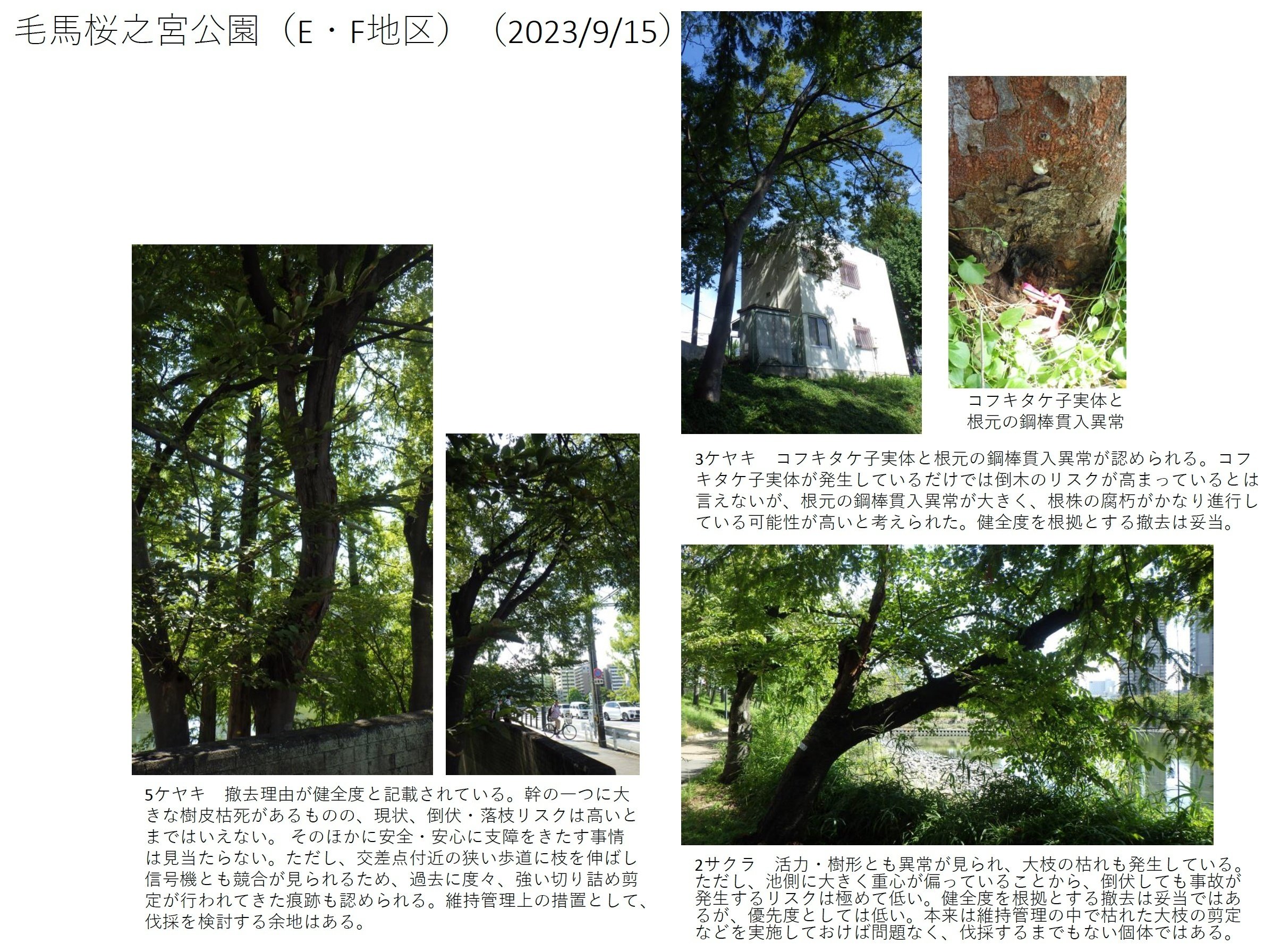 独自に「樹木医」に鑑定をお願いしました。｜大阪市の街路樹撤去