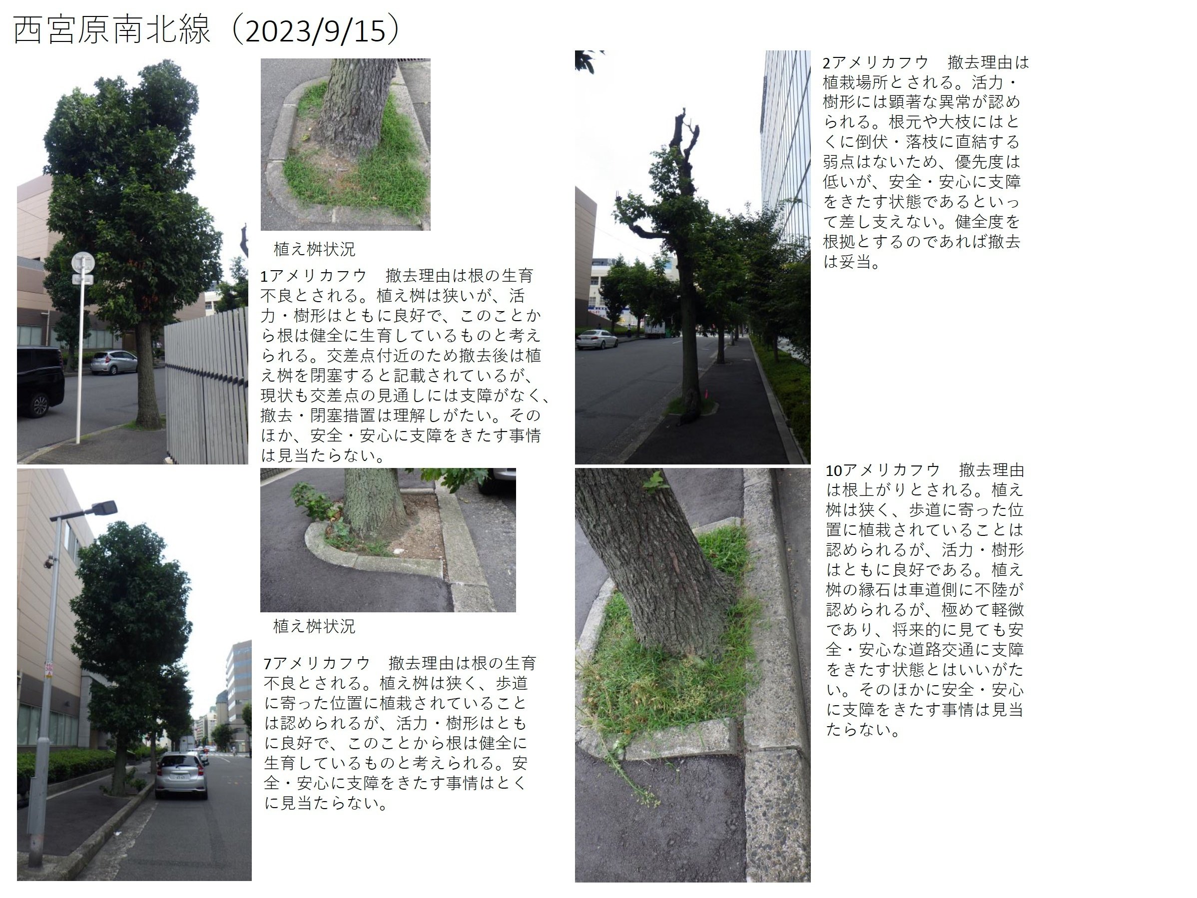 日本の街路樹 環境汚染とその浄化システム 大阪日日新聞社