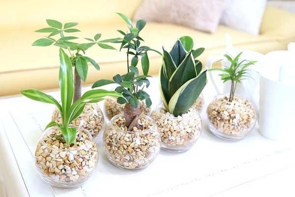 🍀土を使わないで清潔なミニ観葉植物 ゼオライト植え・ガラス鉢 丸形